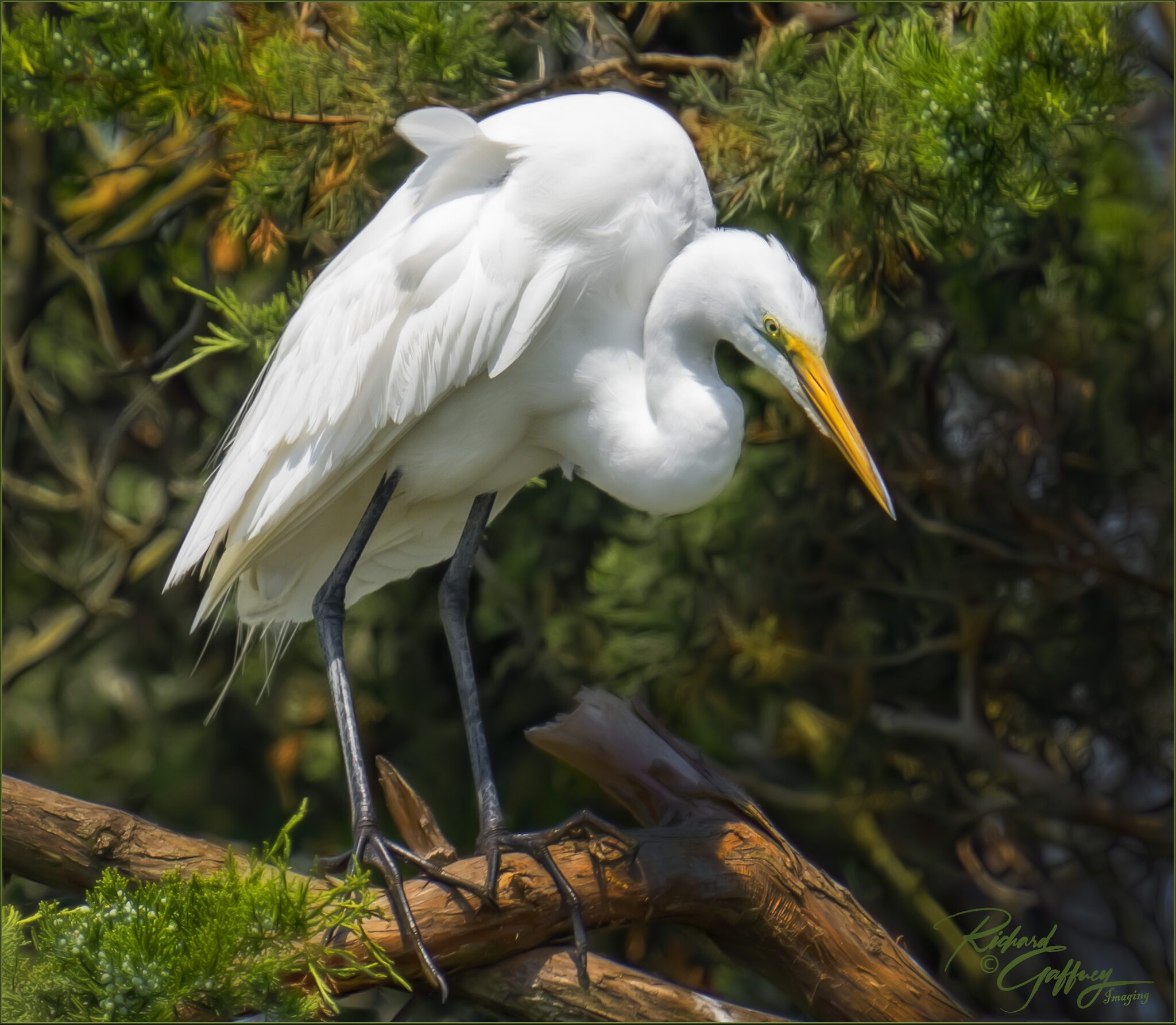 0112 great egret  July 5  M.jpg