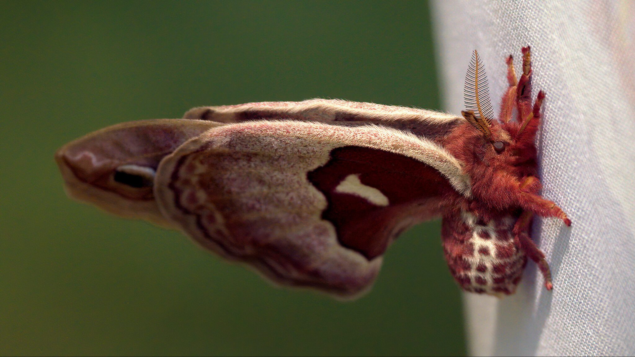 060720 - Promethea Moth.jpg