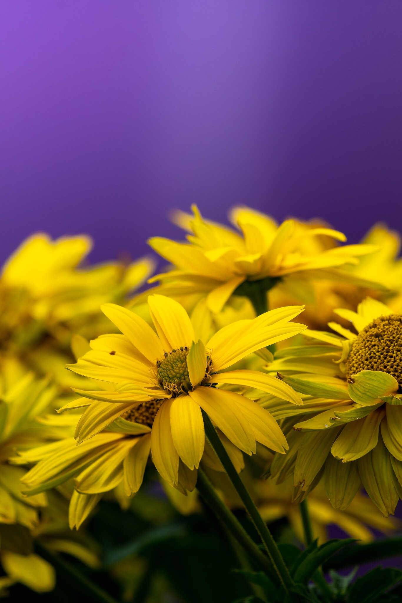 2. Complementary colours.jpg