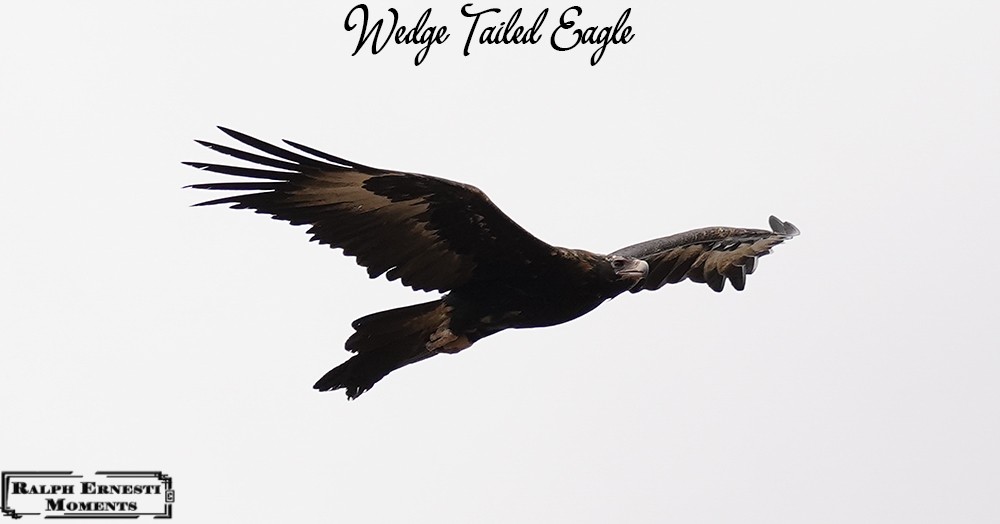 20 Wedge Tailed Eagle.JPG