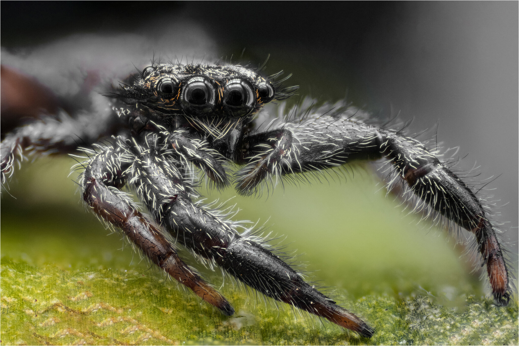 2024-08-15-04.29.07 ZS PMax copy (2024_08_15 07_50_15 UTC).jpg