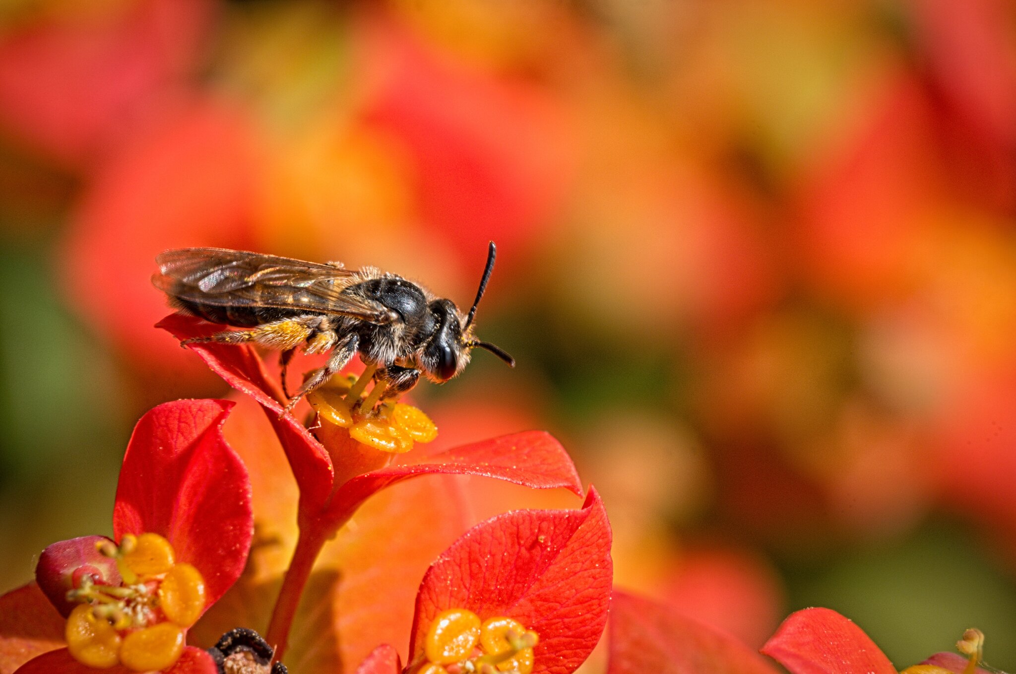 2025-05-21 5 images bee bee.jpg