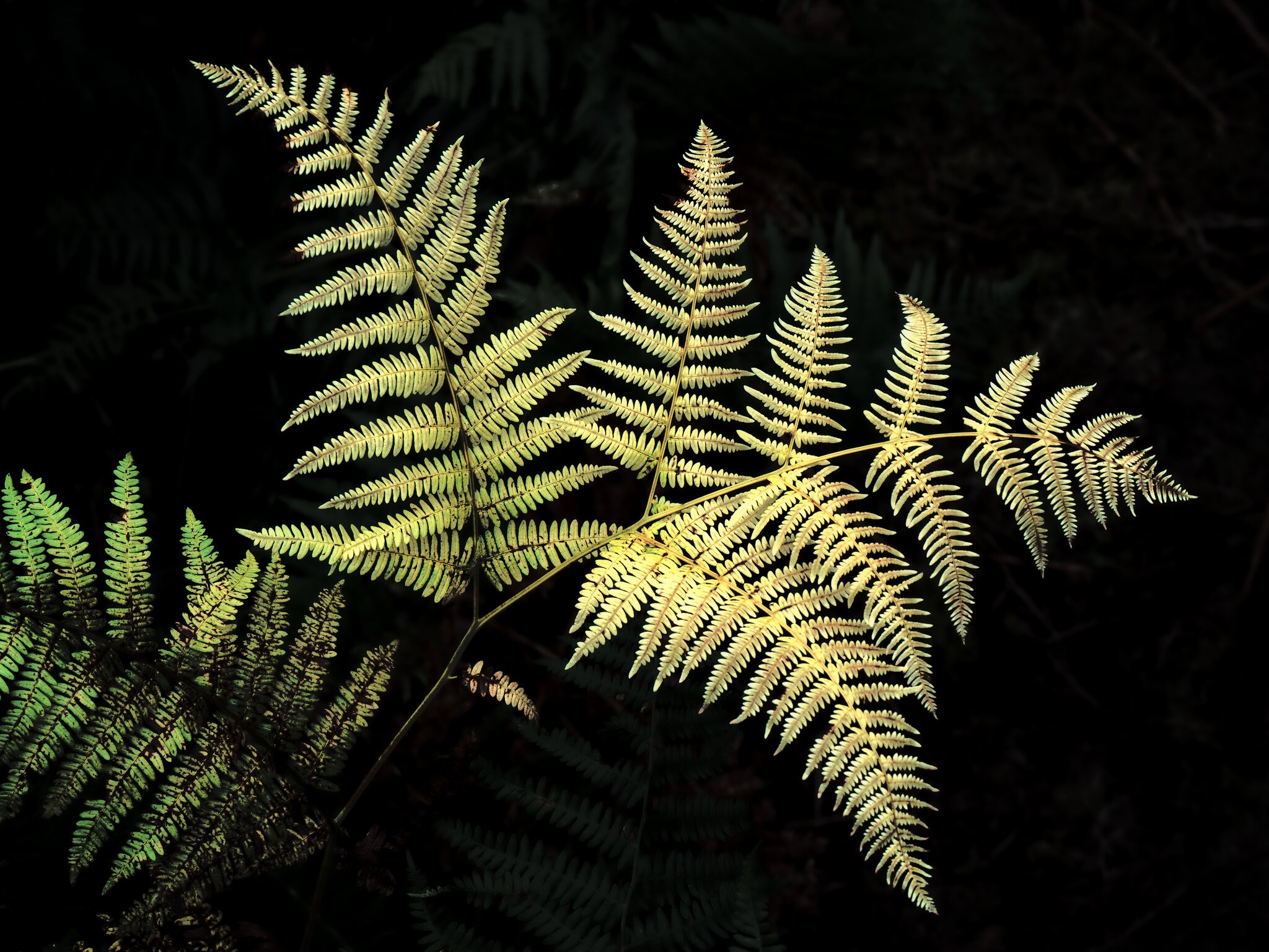 20250903-_DSC3442-Edit.jpg