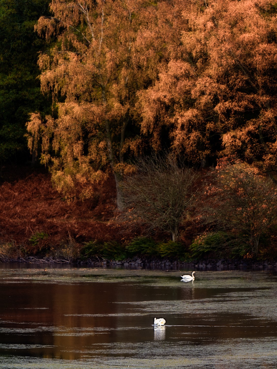 20251026-_DSC7465-DxO_DeepPRIME XD2s-Edit.jpg