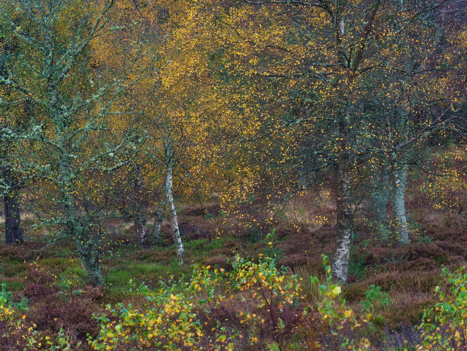 20251026-_DSC7474-DxO_DeepPRIME XD2s-Edit.jpg