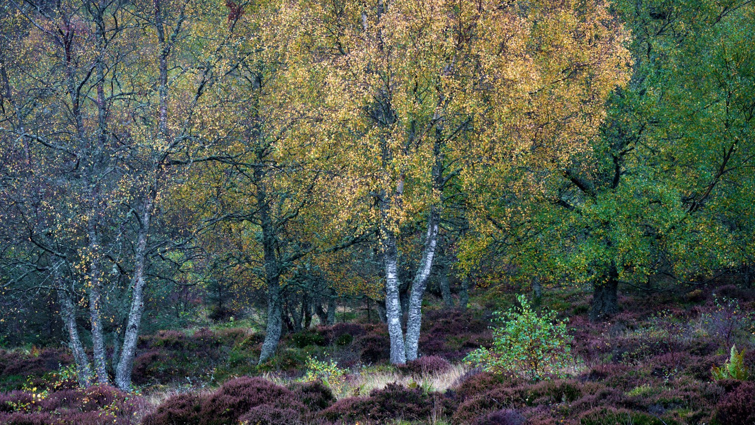 20251026-_DSC7475-Edit.jpg