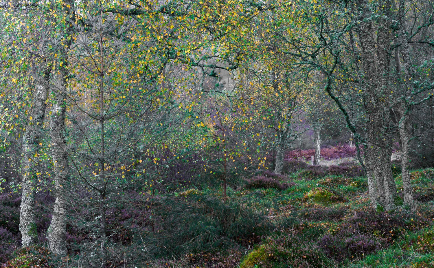 20251026-_DSC7494-DxO_DeepPRIME XD2s-Edit.jpg