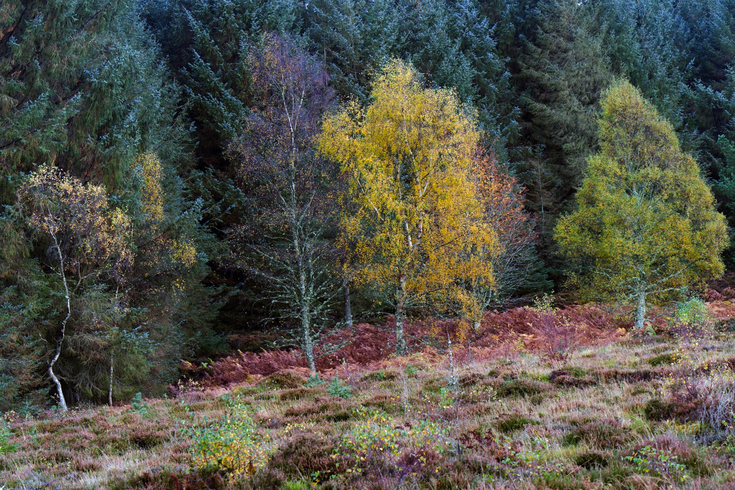 20251026-_DSC7496-DxO_DeepPRIME XD2s-Edit.jpg