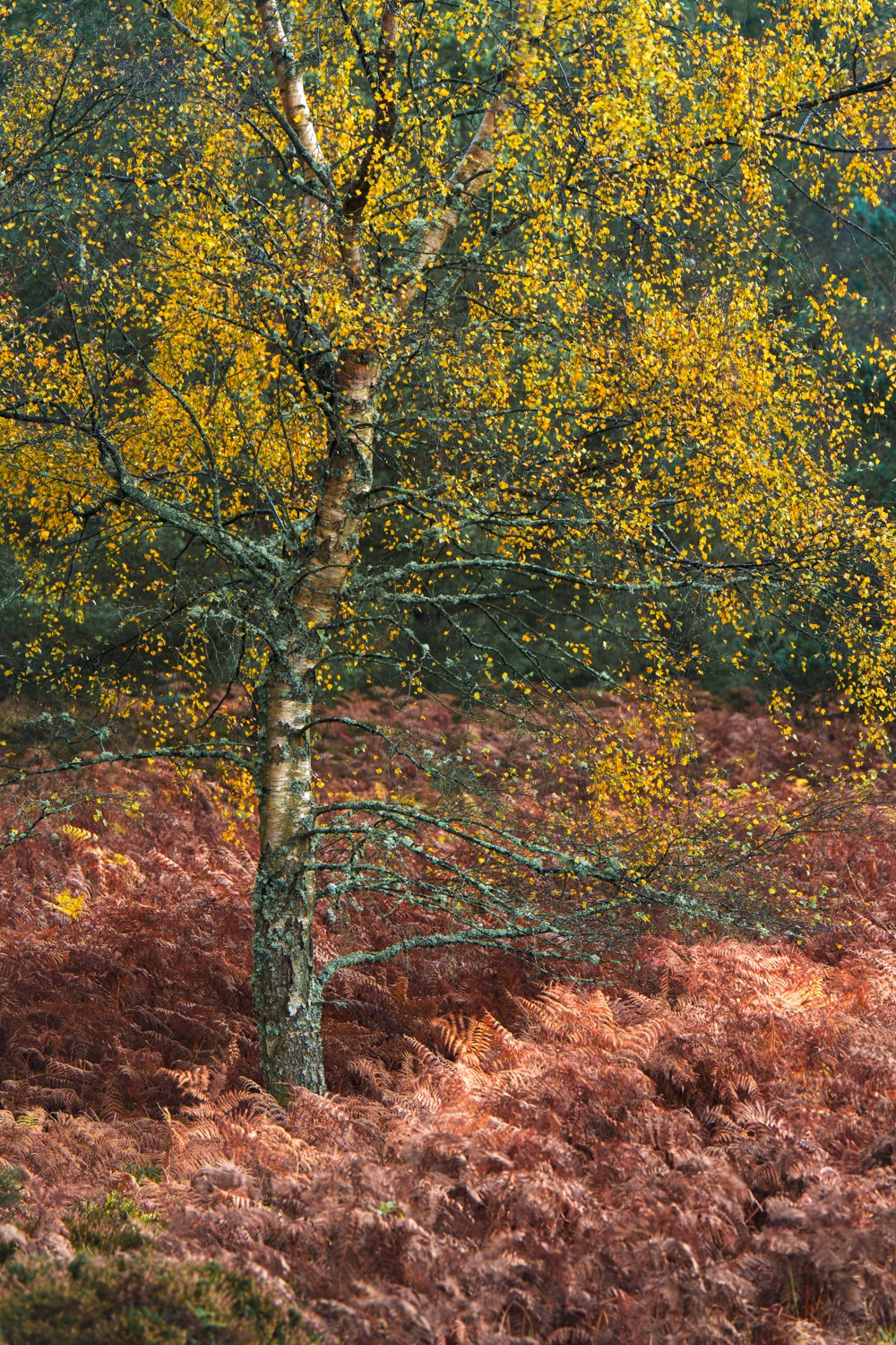 20251026-_DSC7503-DxO_DeepPRIME XD2s-Edit.jpg