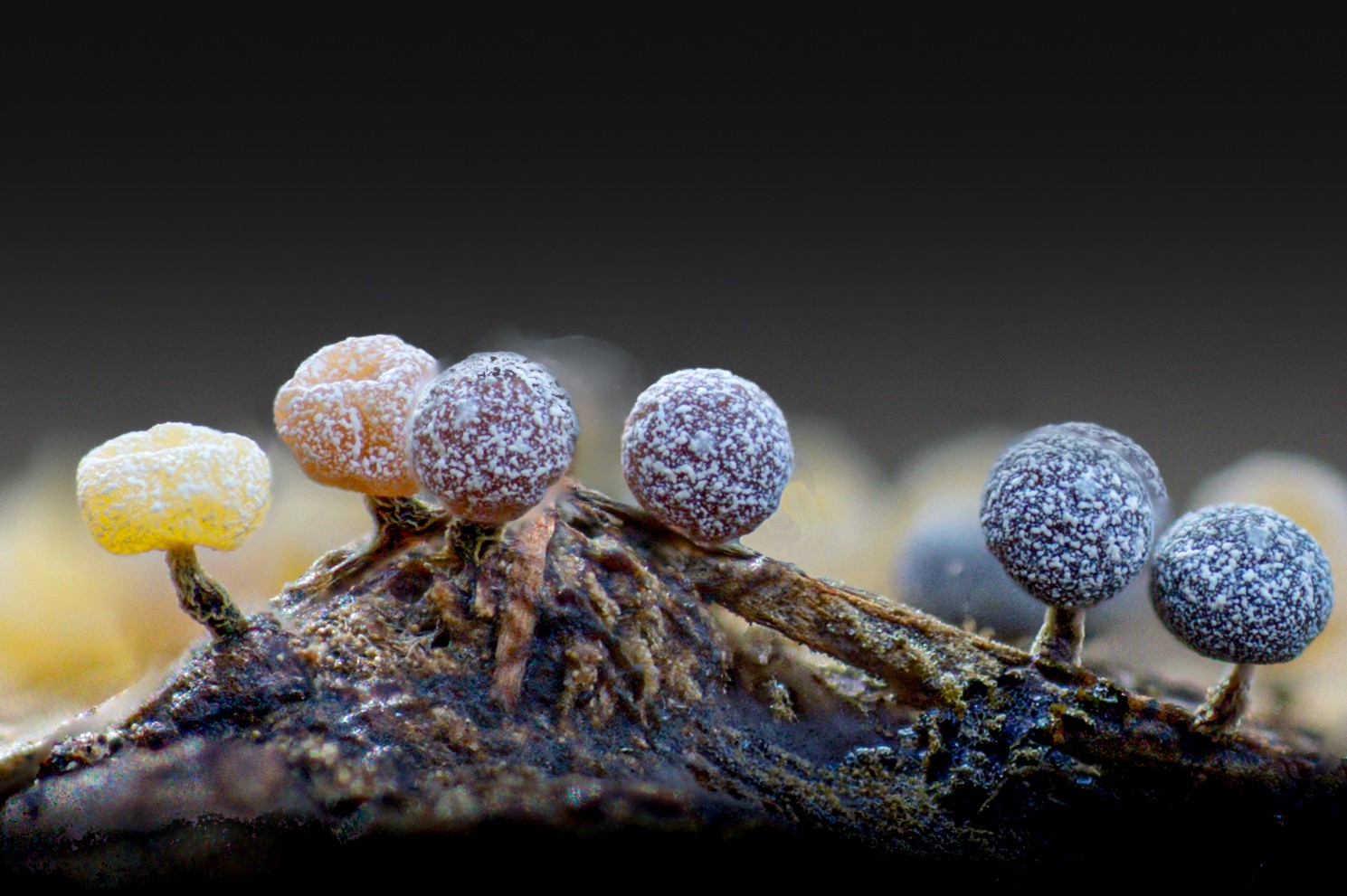 2026-03-11 17-06-47 23560311 A1A00001-Edit20260311fb.jpg