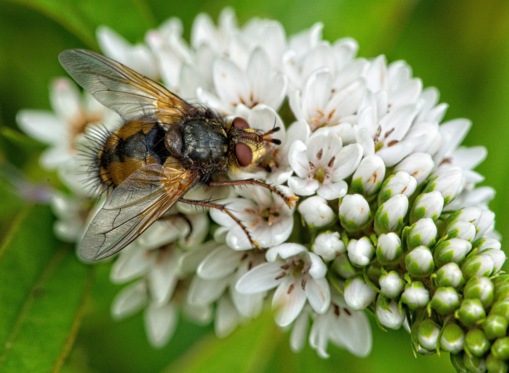 22S03410 tachina fera large 1.jpg