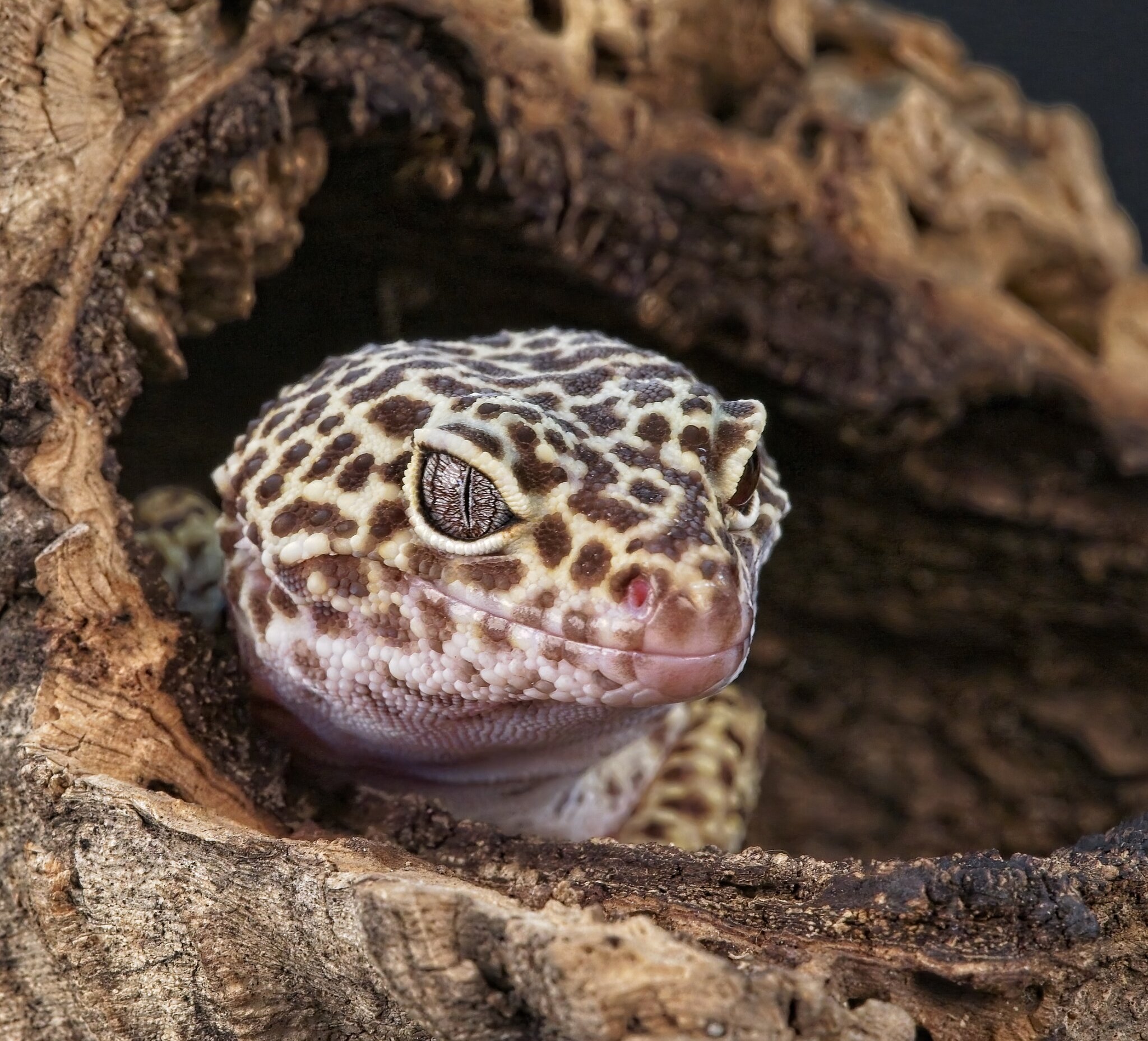 23T04390 leopard gecko.jpg