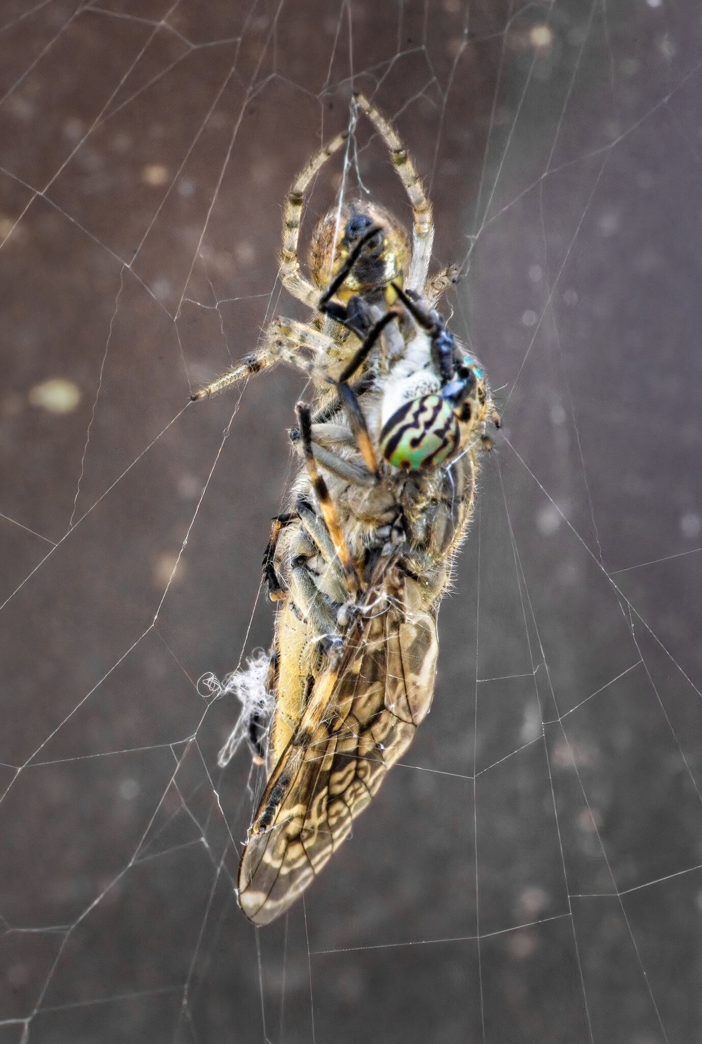 24S09506 Notch-horned cleg haematopota pluvialis.jpg