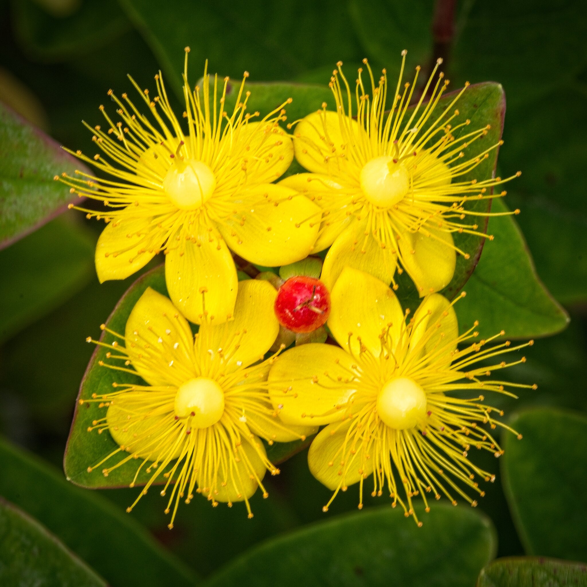 24S09508 Hypericum miracle attraction.jpg