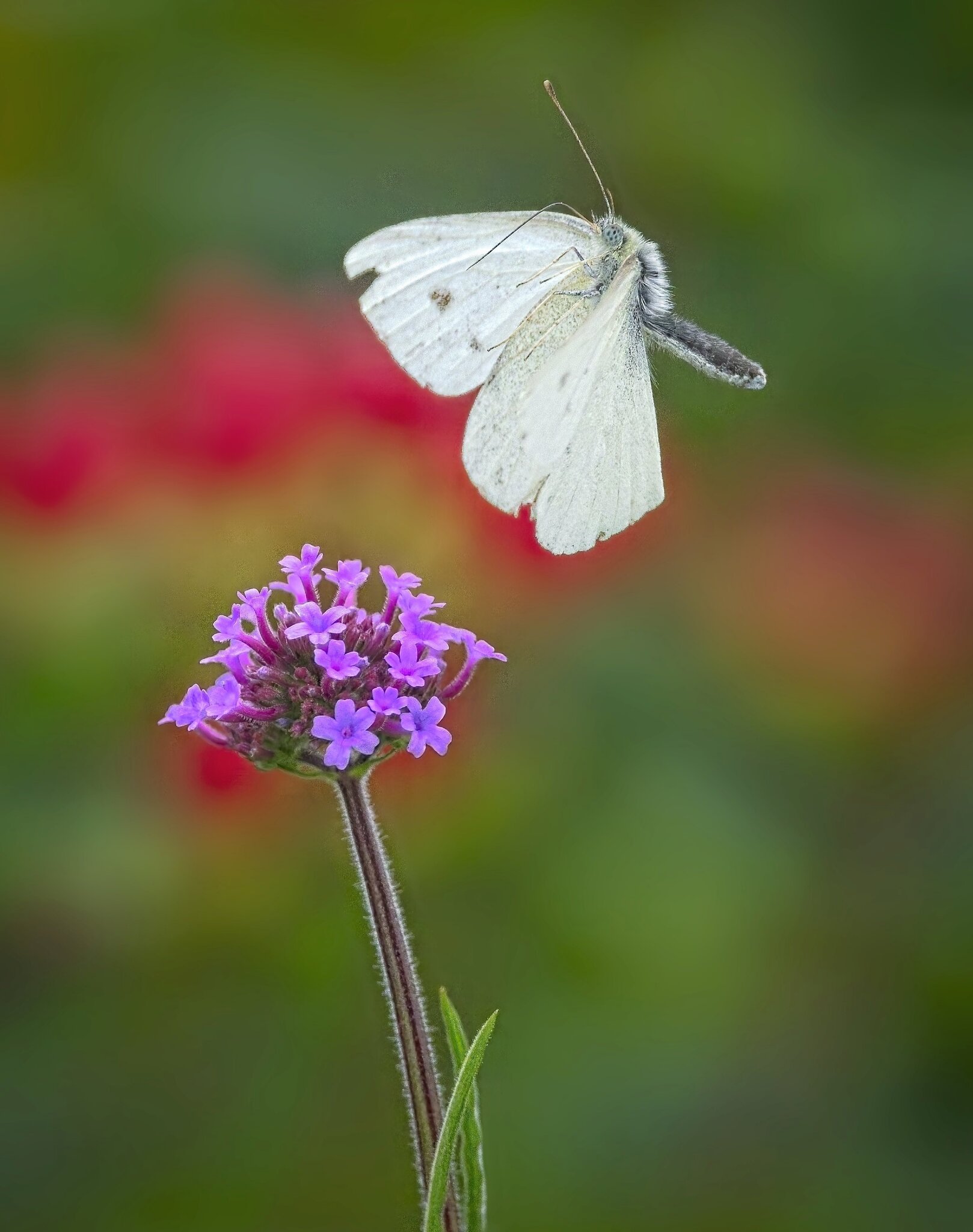 25A02180butterfly2.jpg