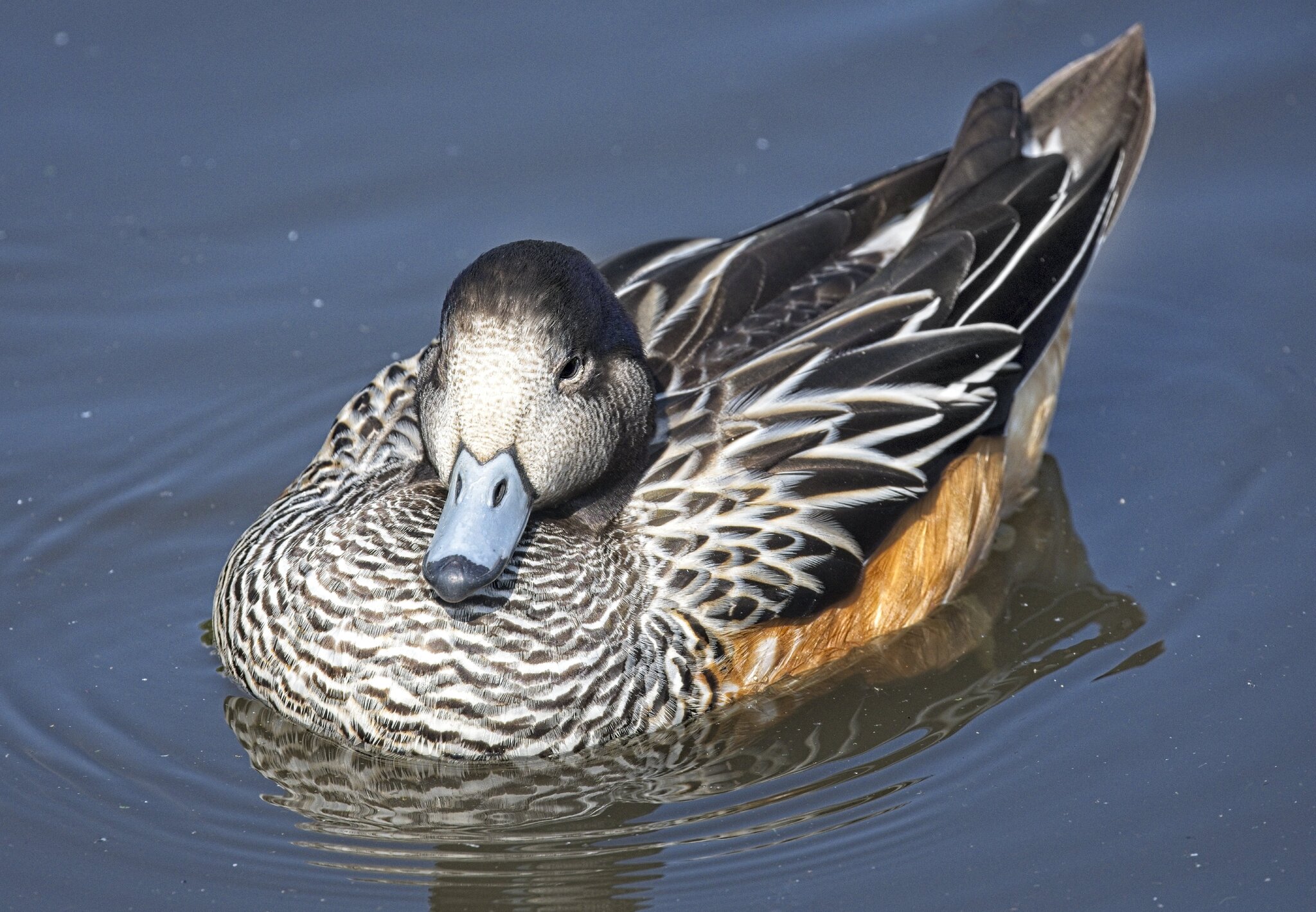 25A02251martin mere chiloe wigeon.jpg
