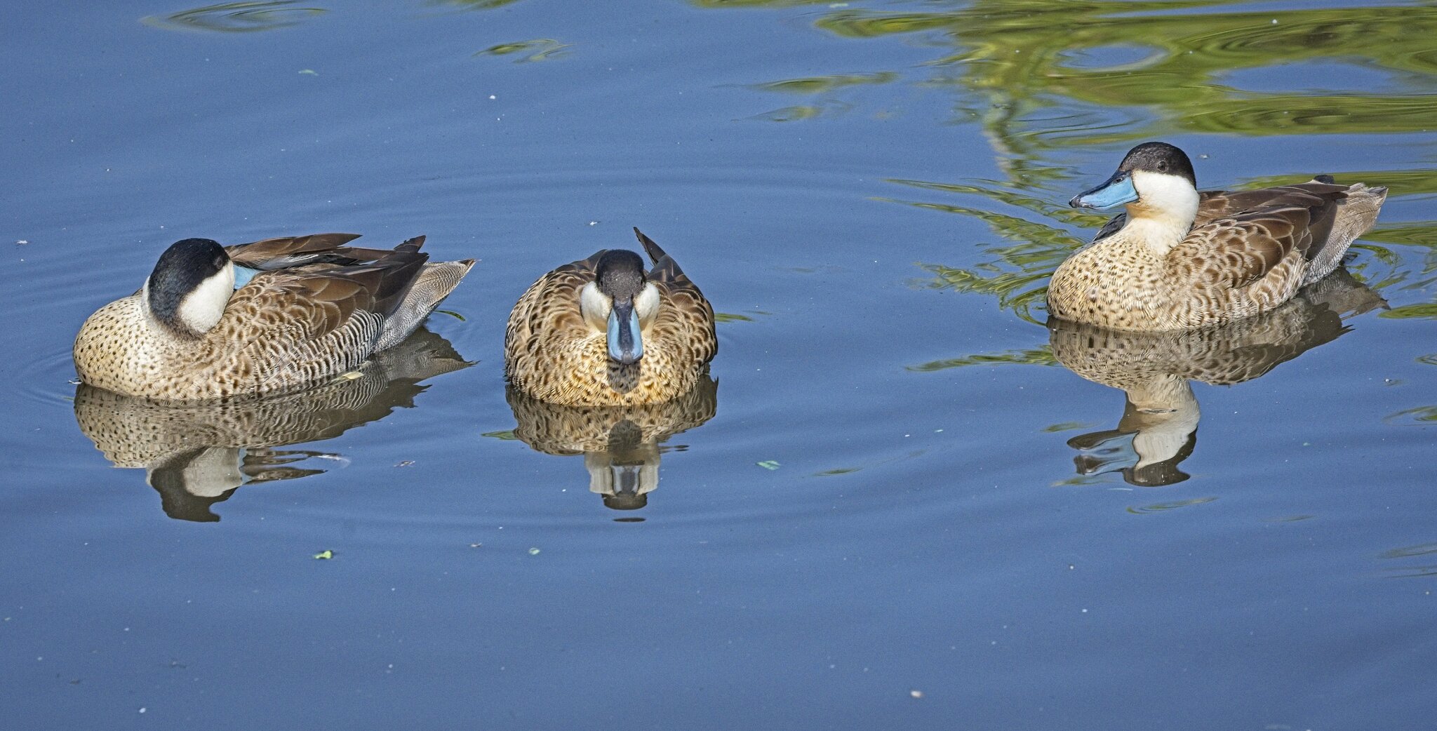 25A02272martin mere puna teal.jpg