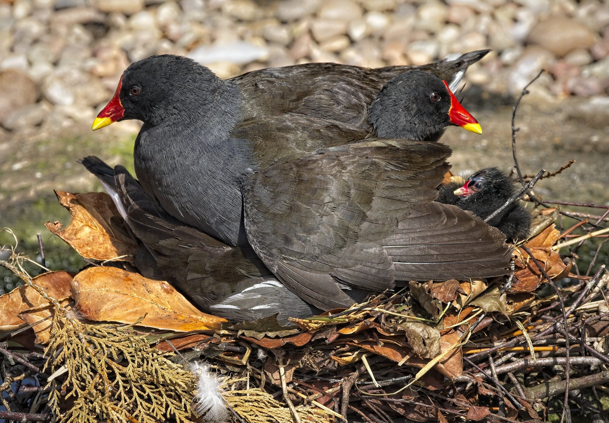 25A02281martin mere moorhen.jpg