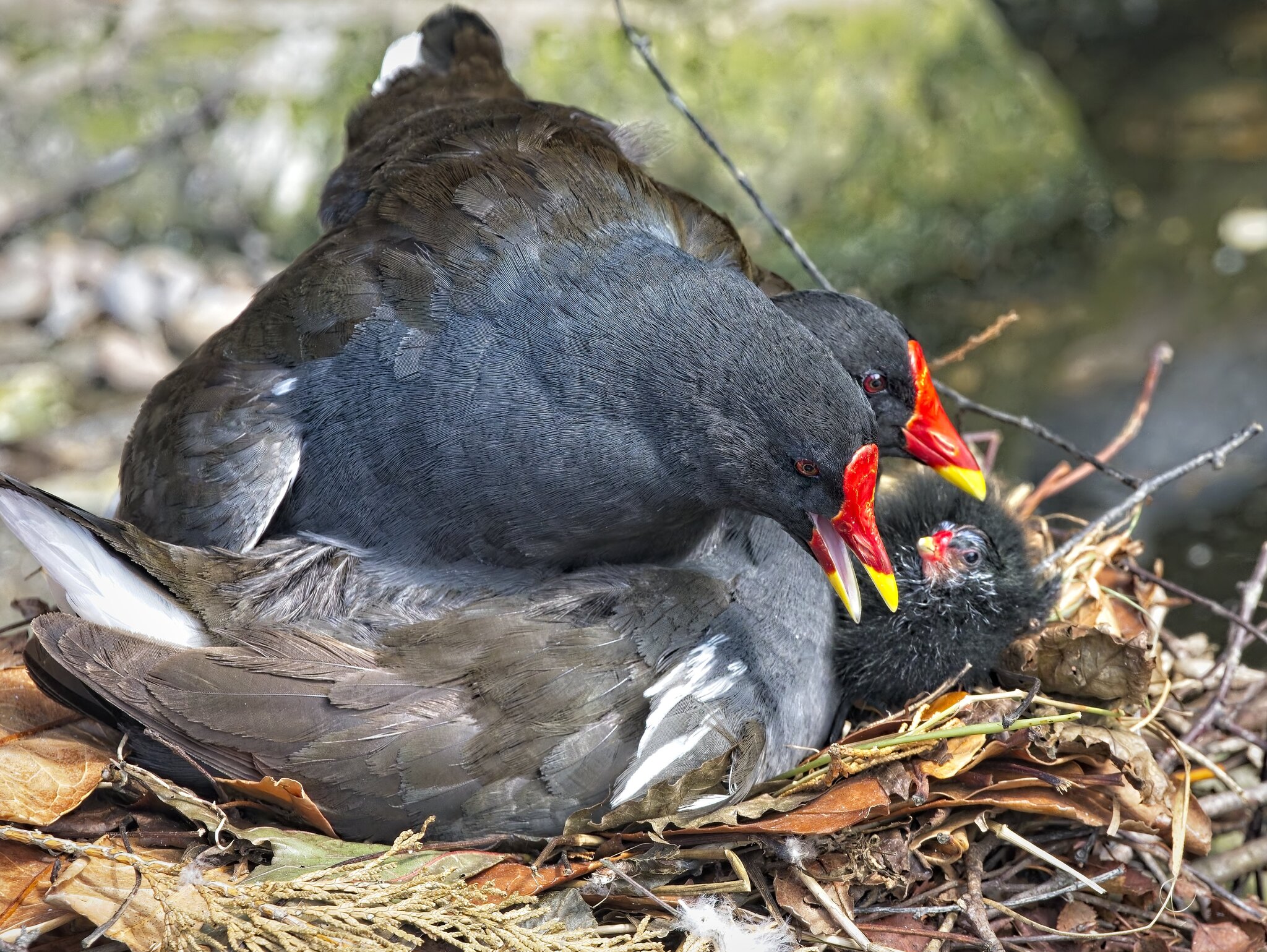 25A02285martin mere moorhen.jpg