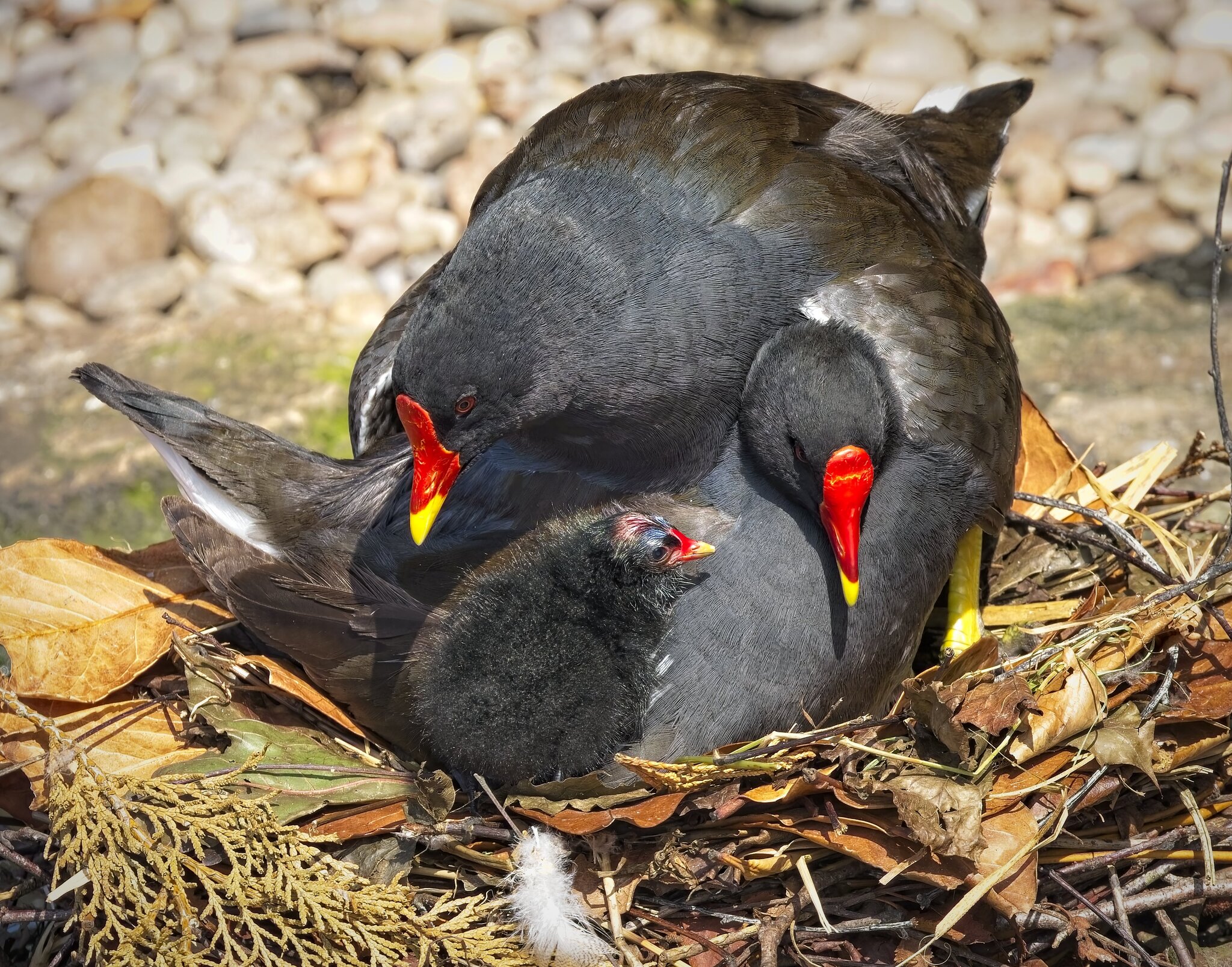 25A02301martin mere moorhen.jpg