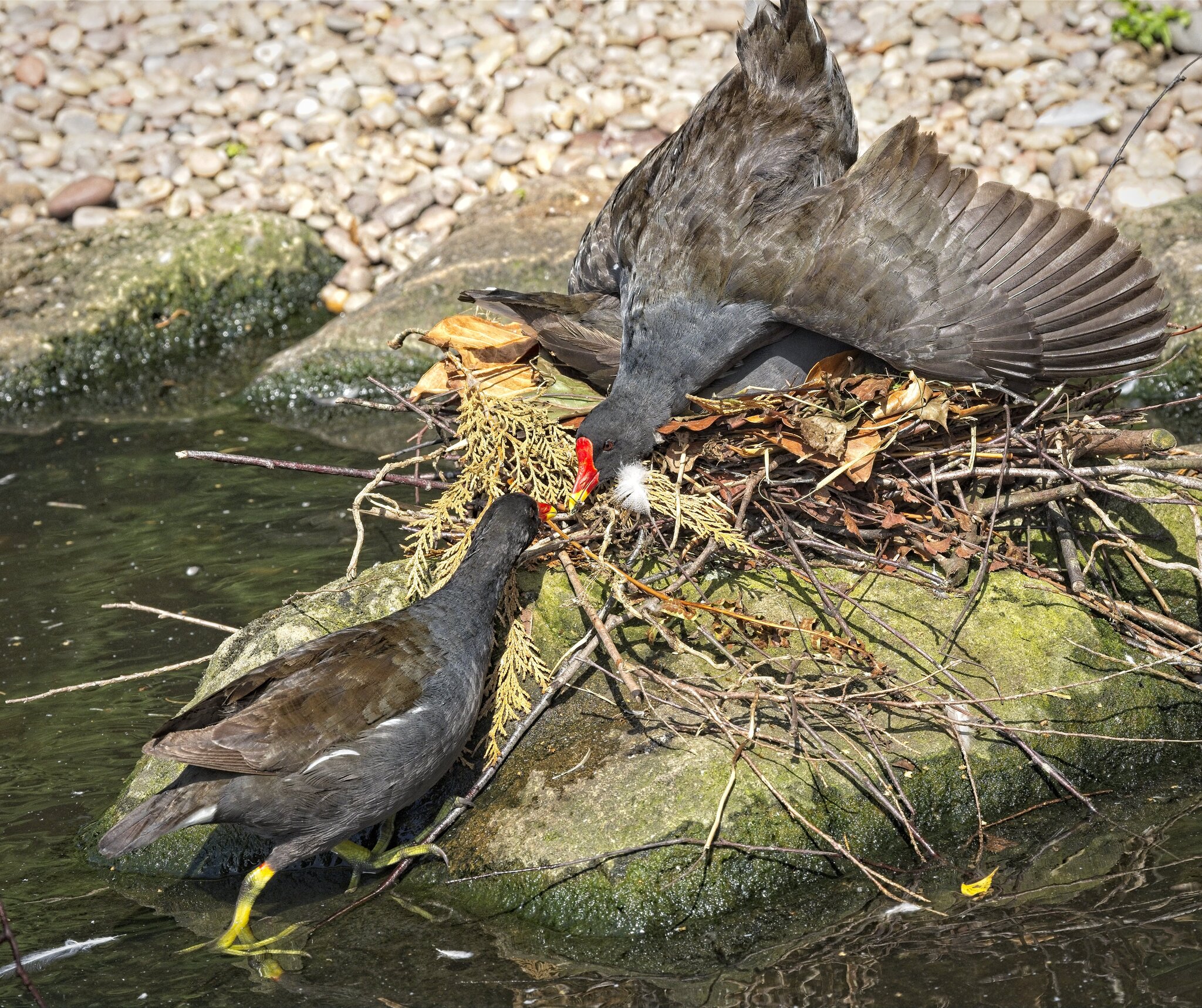 25A02305martin mere moorhen.jpg