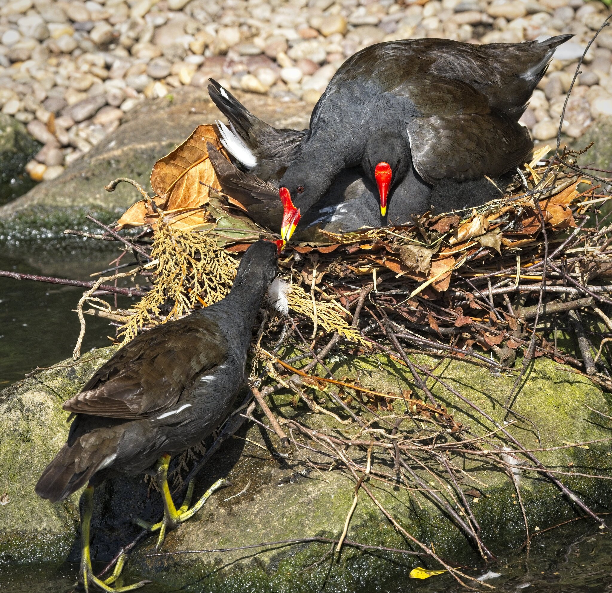 25A02308martin mere moorhen.jpg