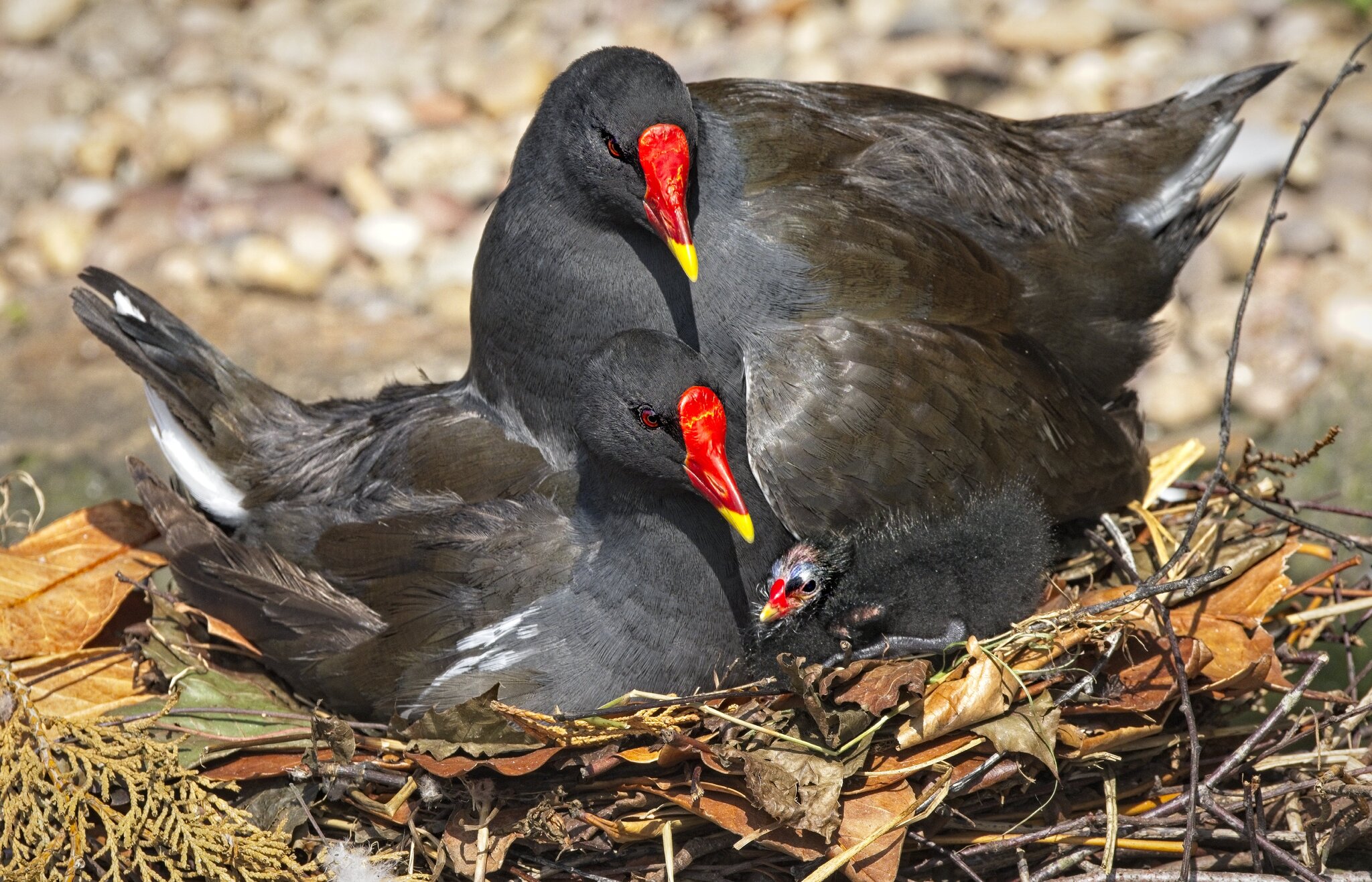 25A02311martin mere moorhen.jpg