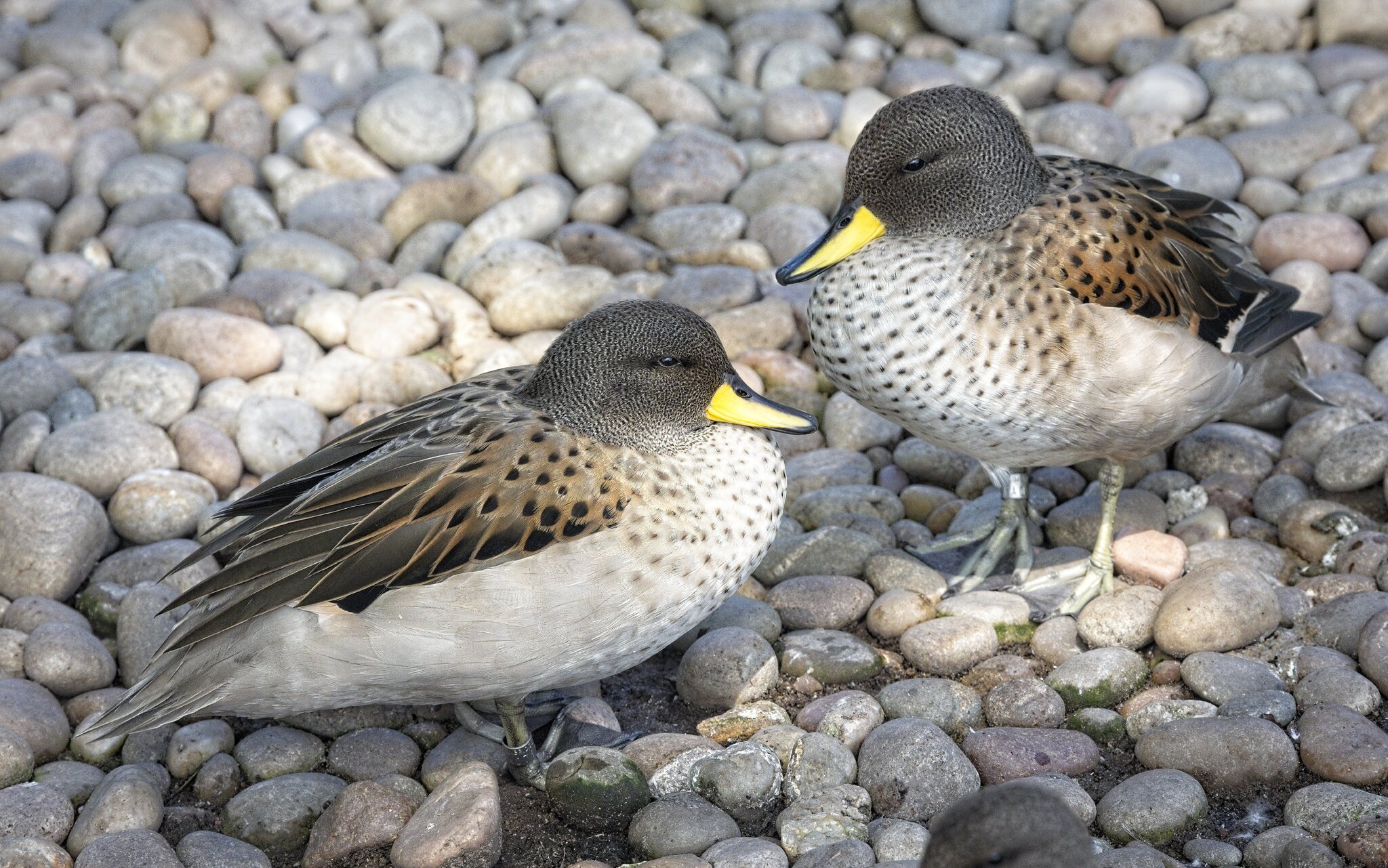 25A02315martin mere sharp winged teal.jpg