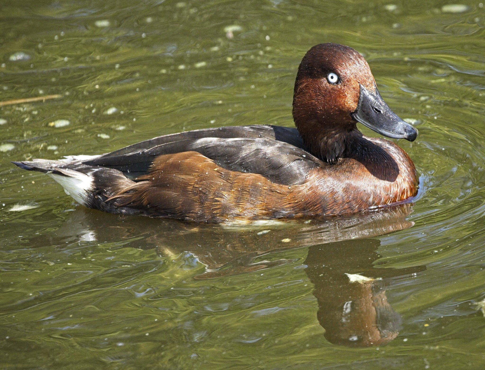 25A02445martin mere ferruginous duck.jpg