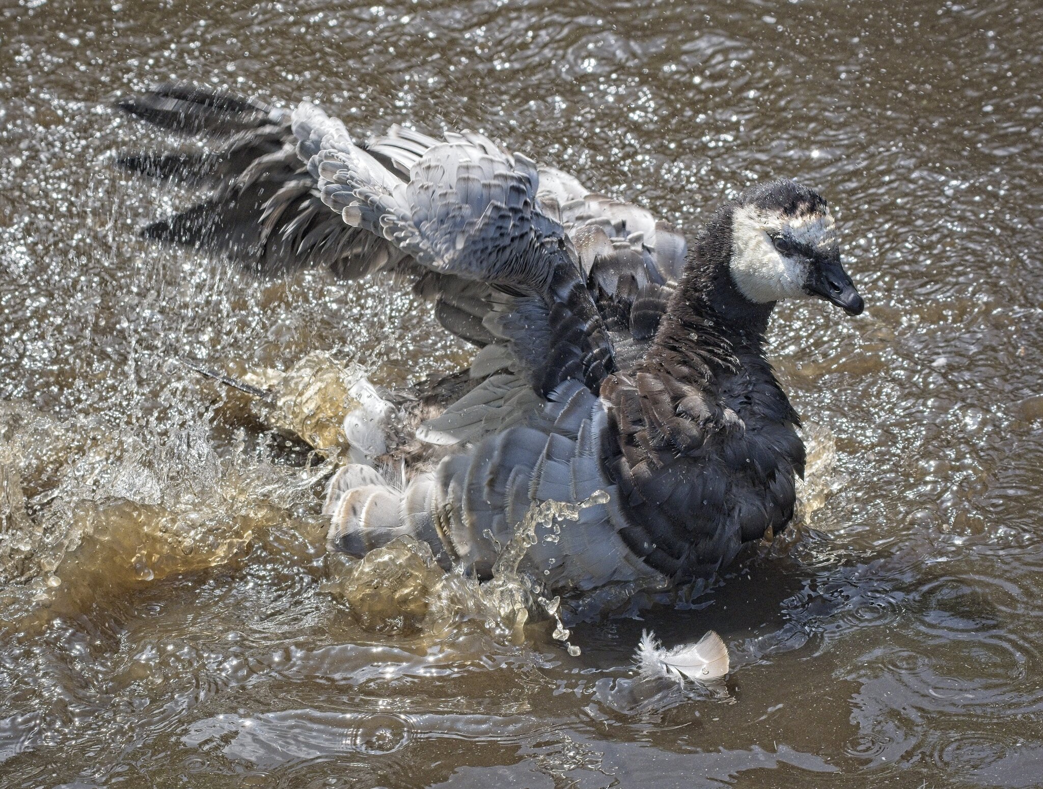 25A02481martin mere barnacle goose.jpg