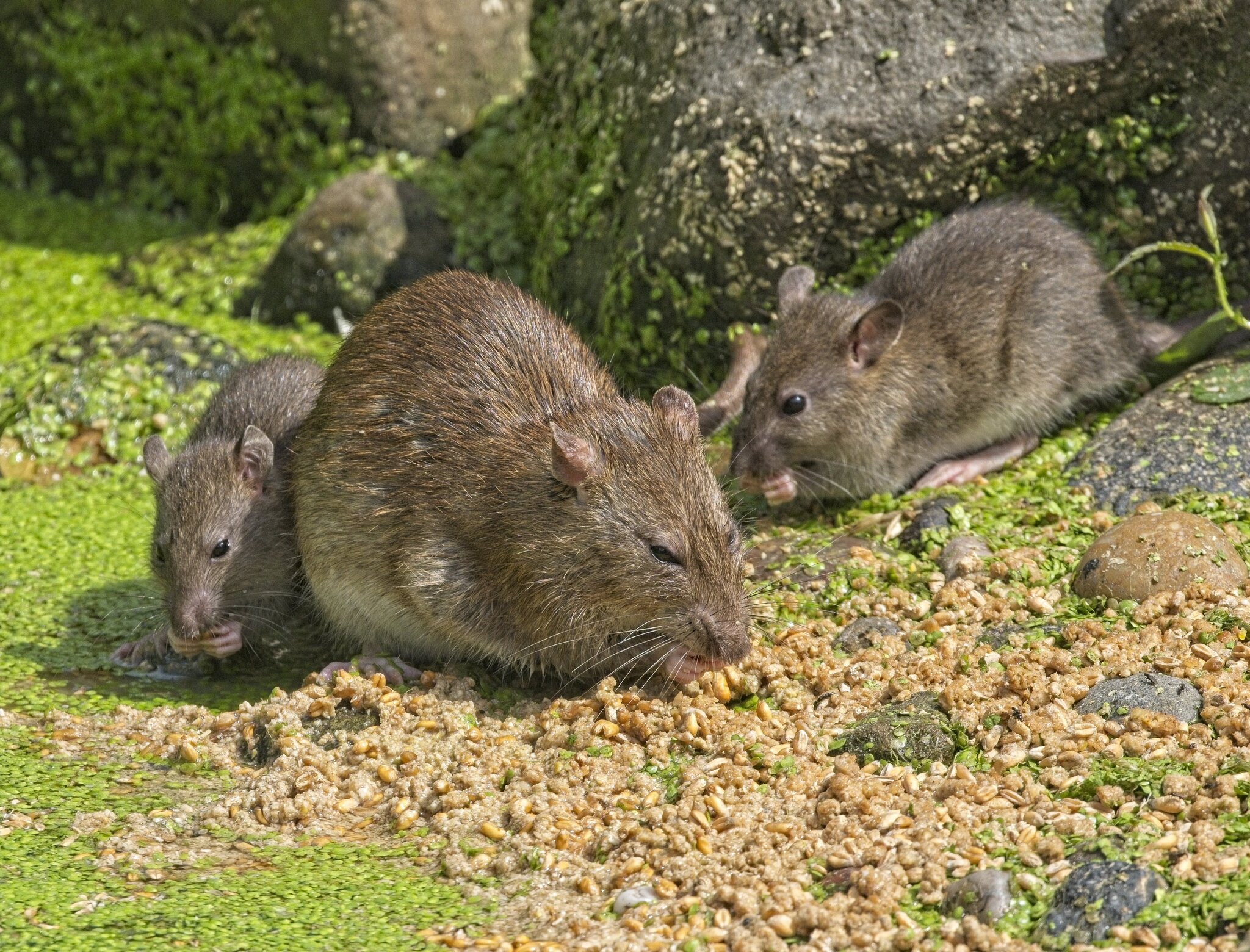 25A02685martin mere rats.jpg