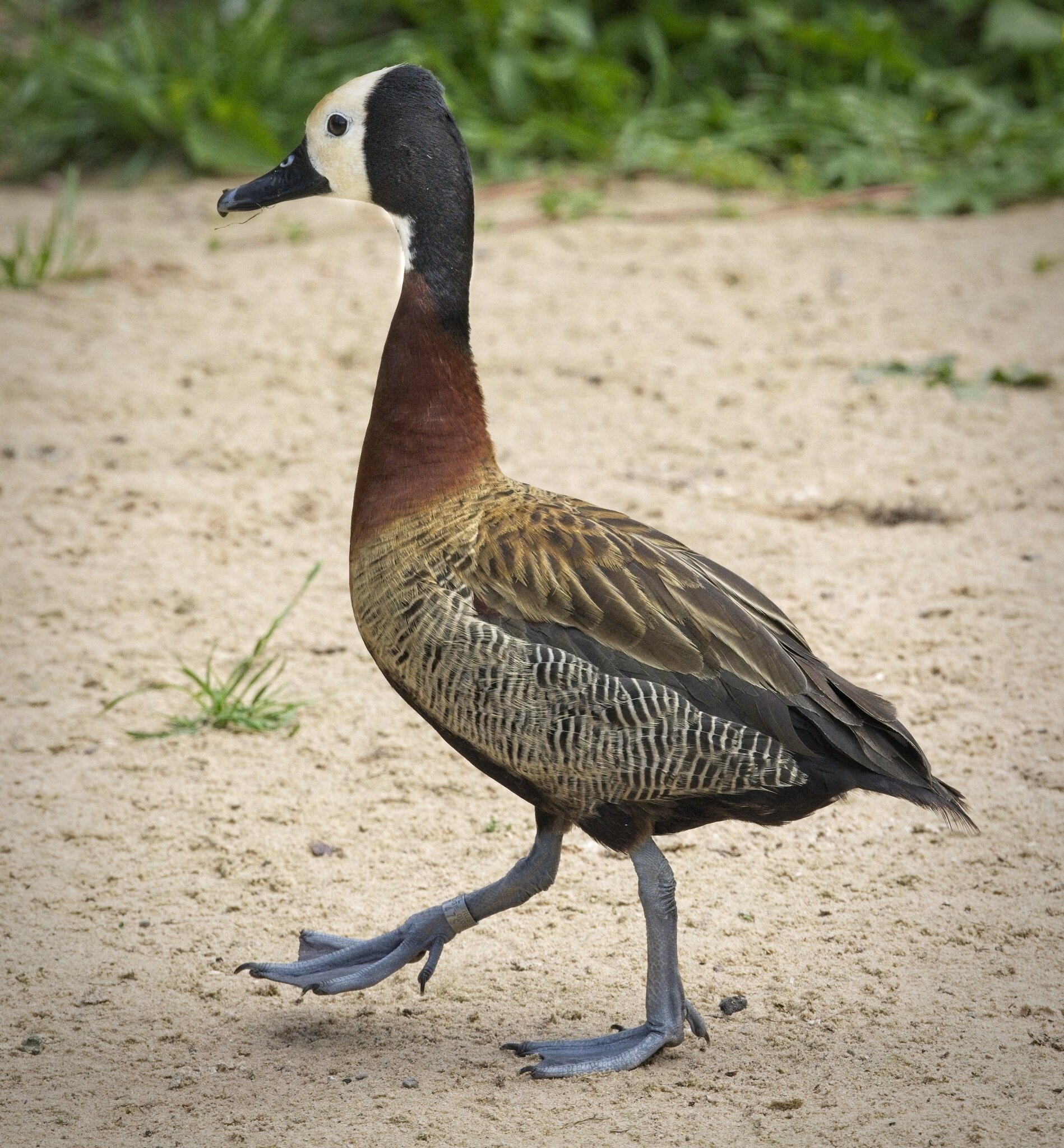 25A02696martin mere white faced whistling duck.jpg