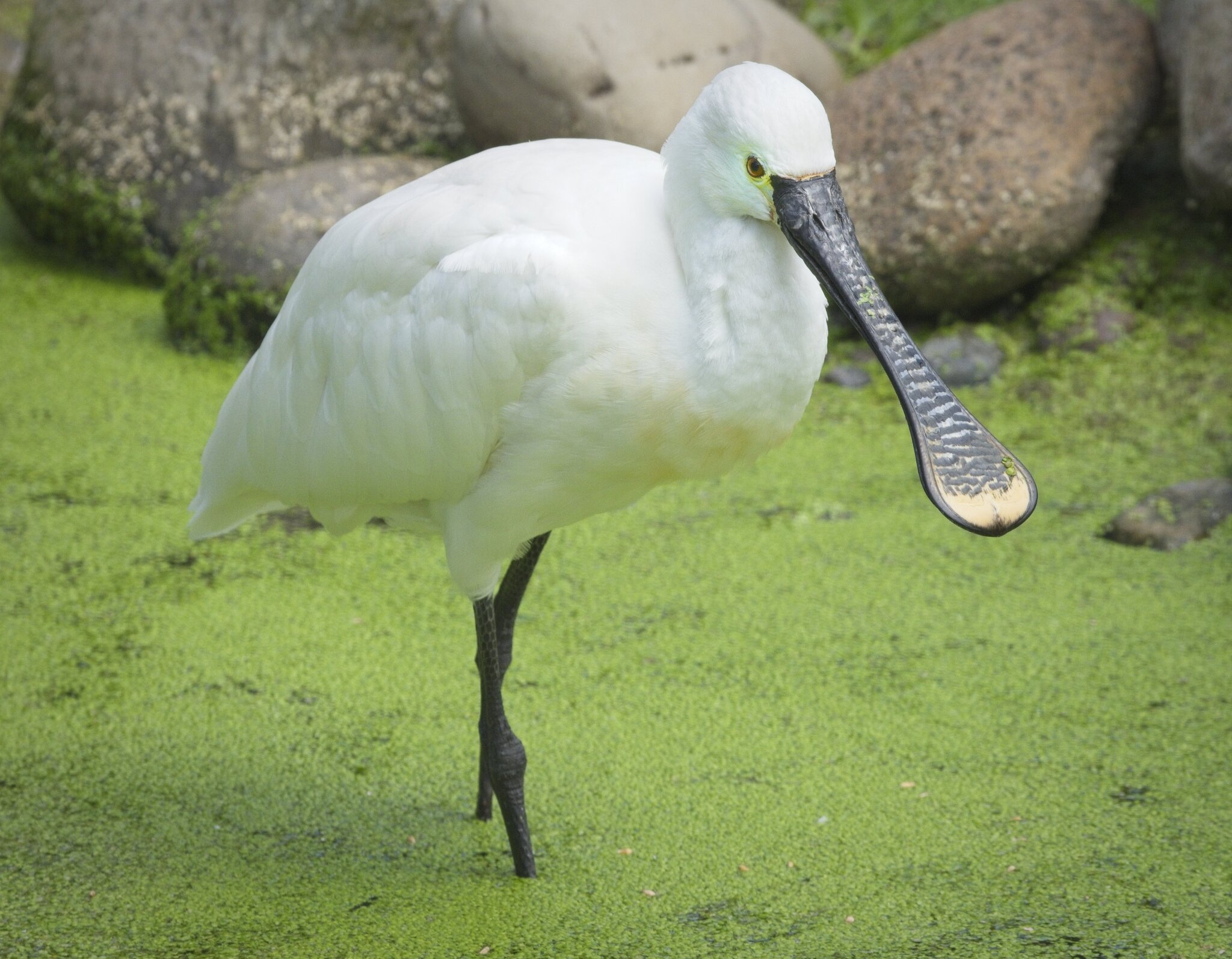 25A02724martin mere spoonbill.jpg