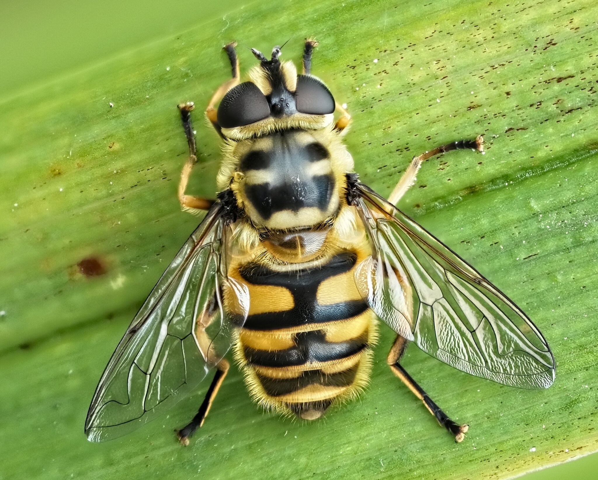 25A02907-24myathropa florea.jpg