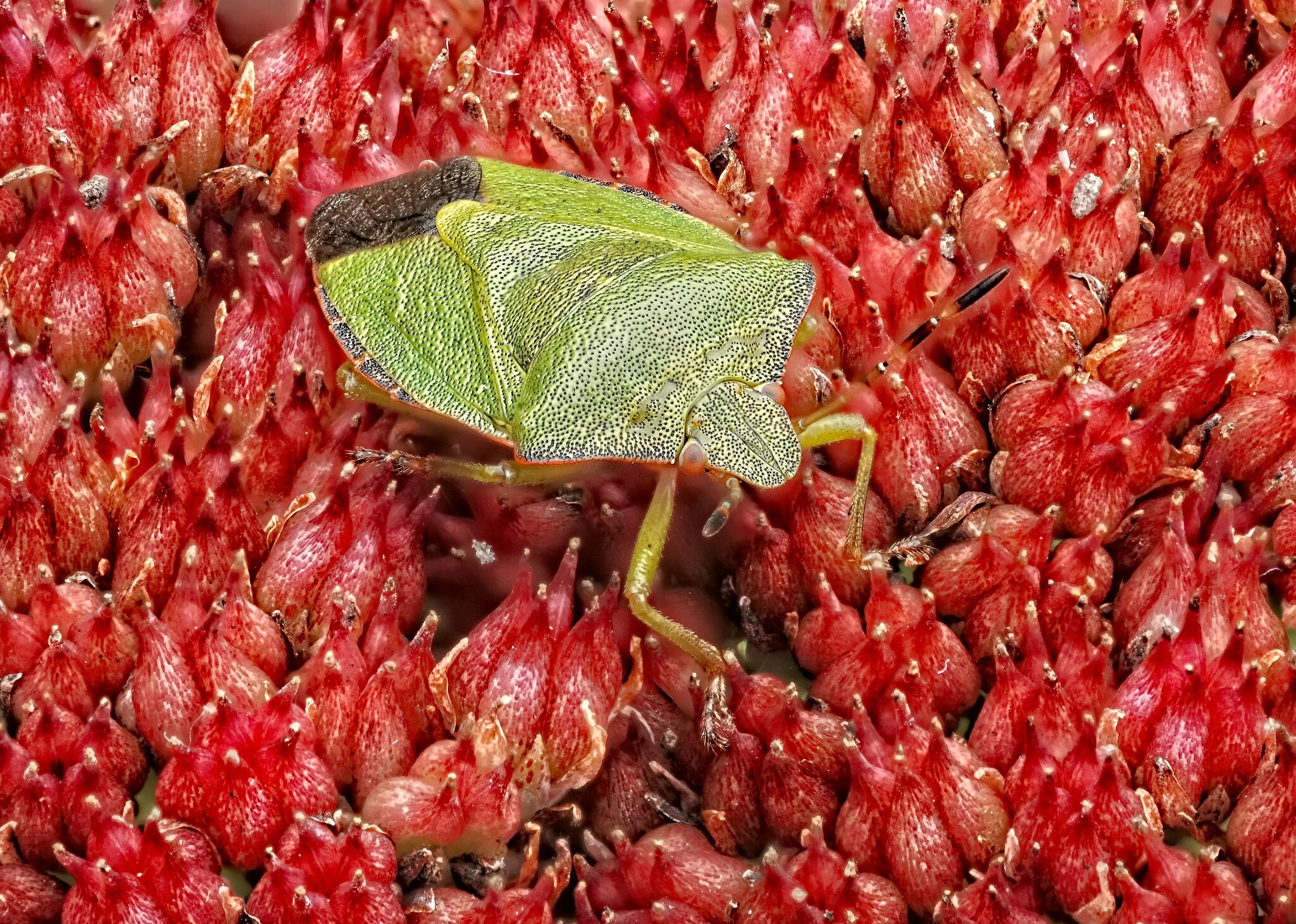 25A03412-64shieldbug.jpg