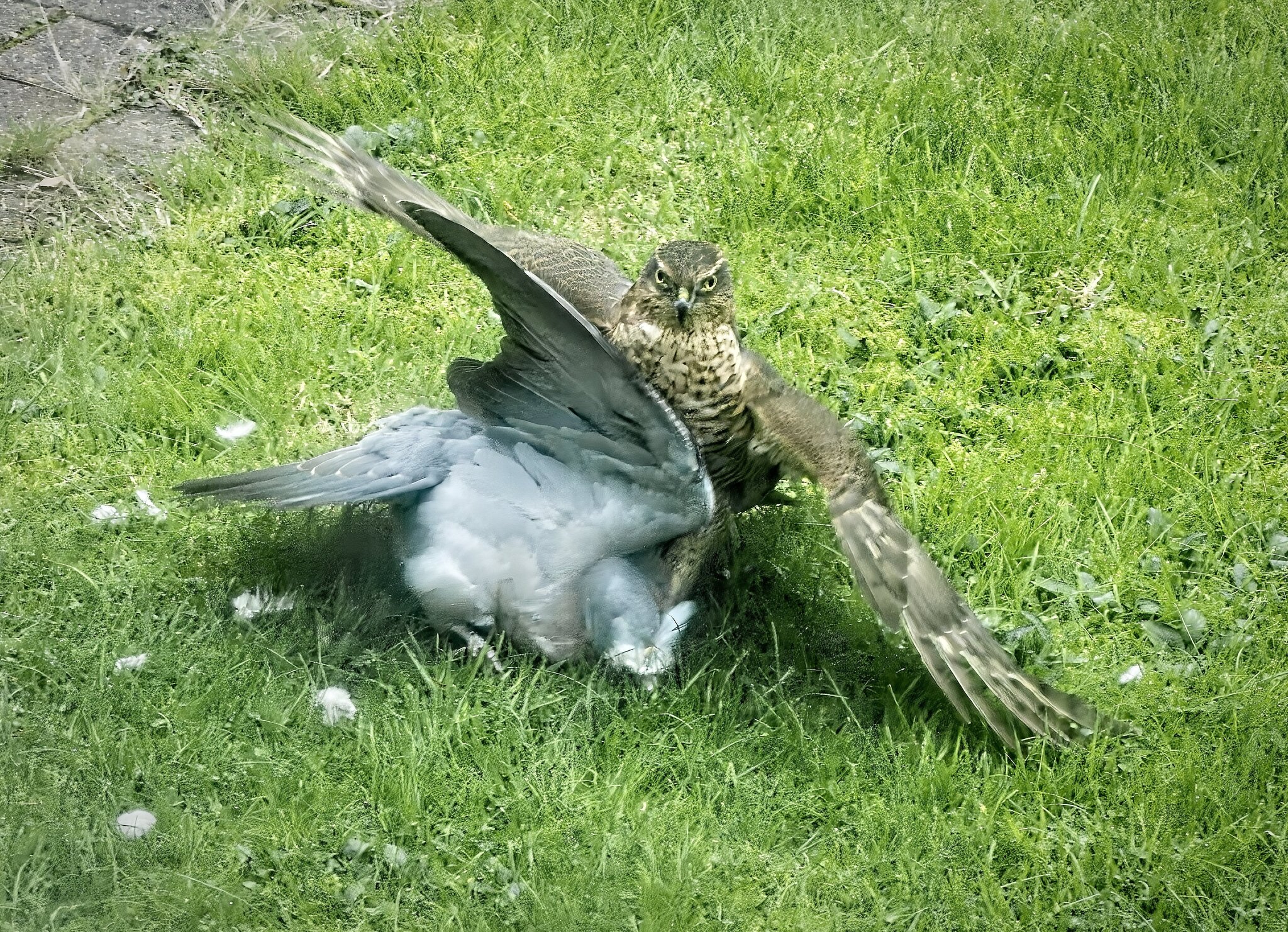 25A03465sparrowhawk.jpg