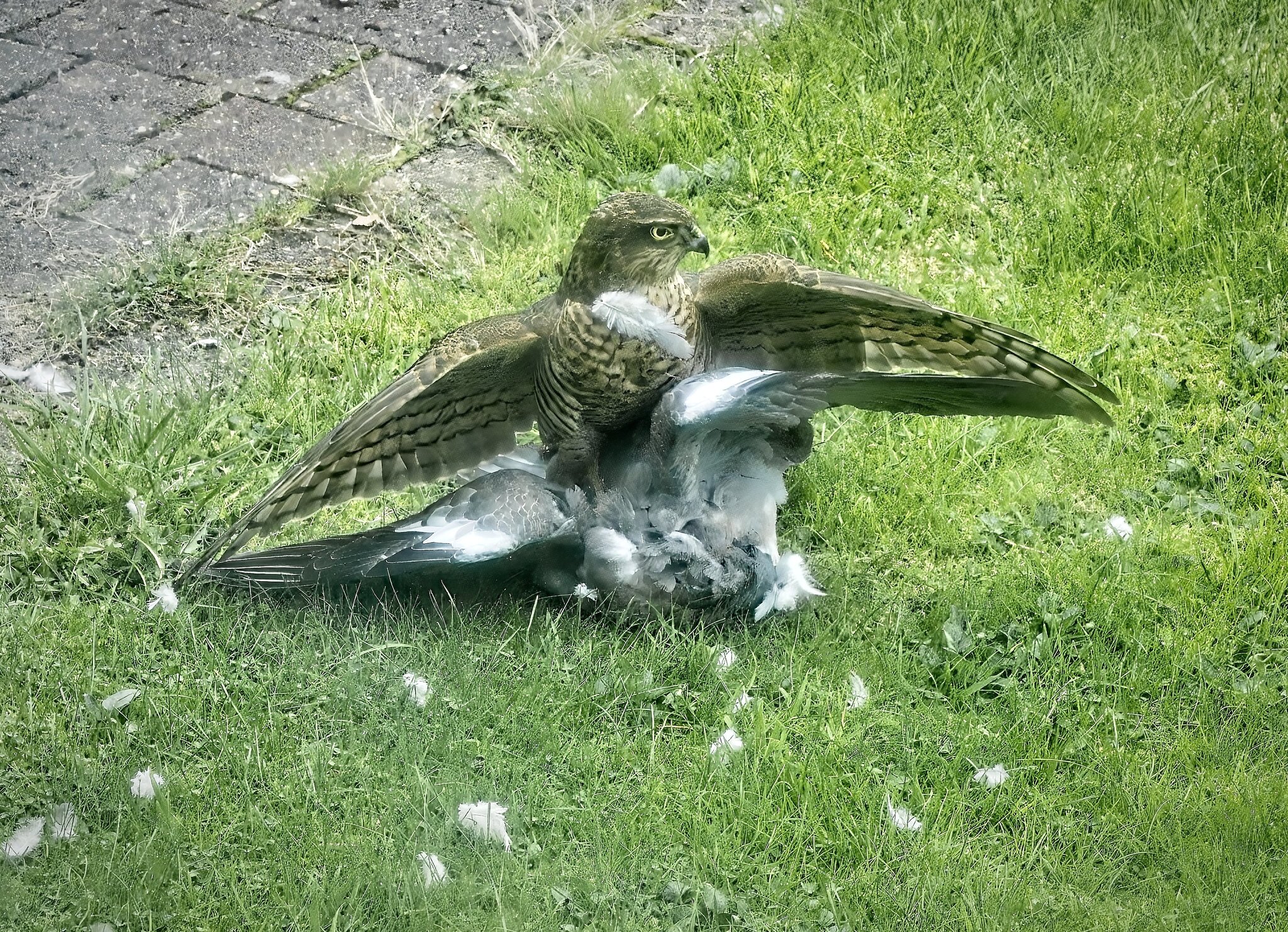 25A03470sparrowhawk.jpg
