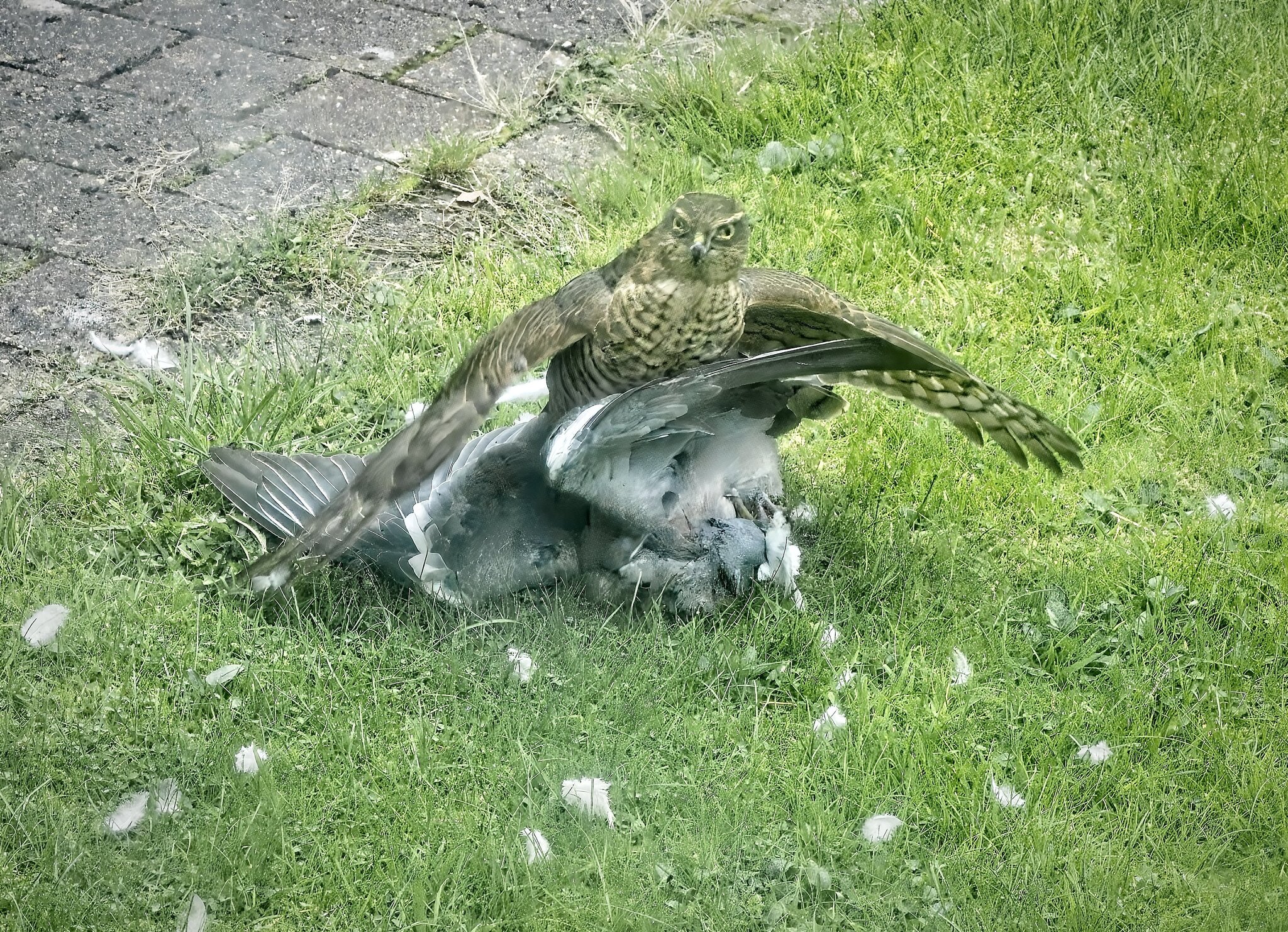 25A03472sparrowhawk.jpg