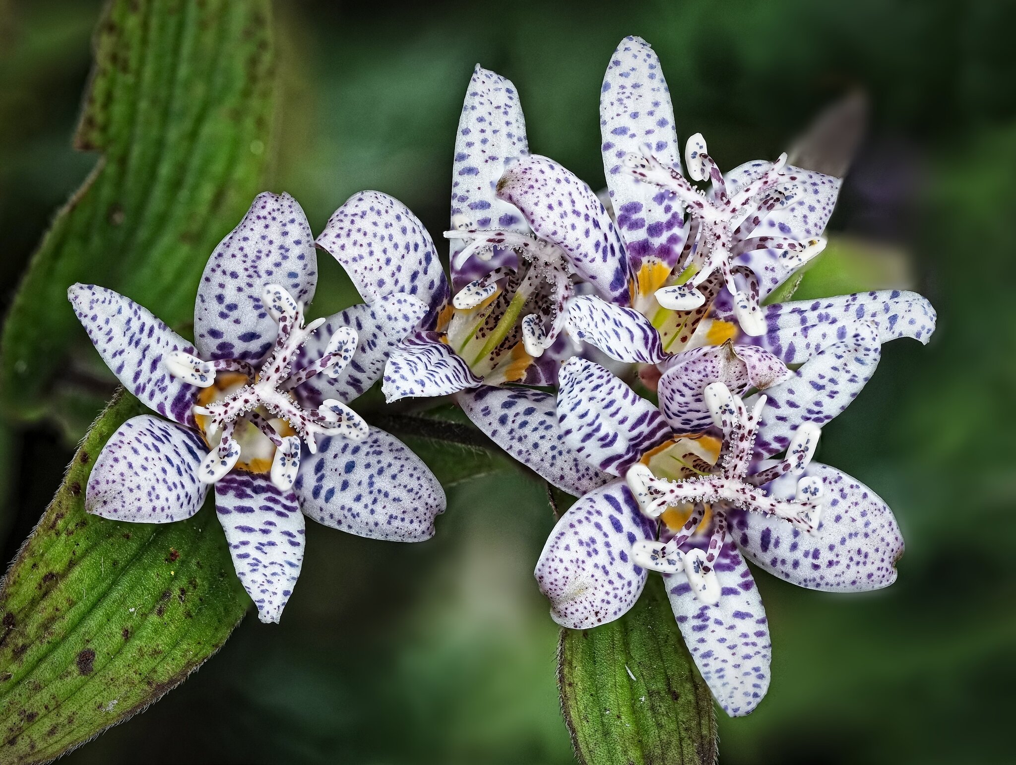 25A03574-618tricyrtis miyazaki.jpg