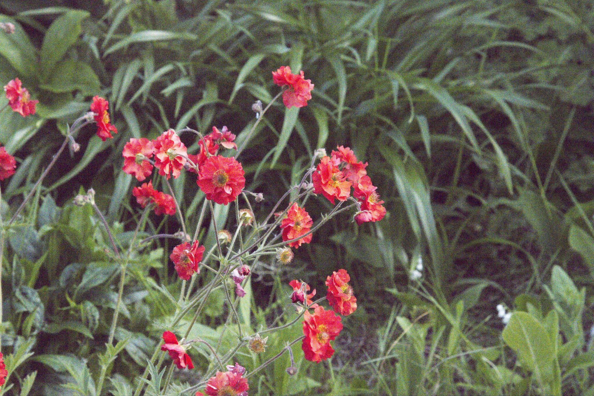 25A03891from RAW iso 102400 not denoised.jpg