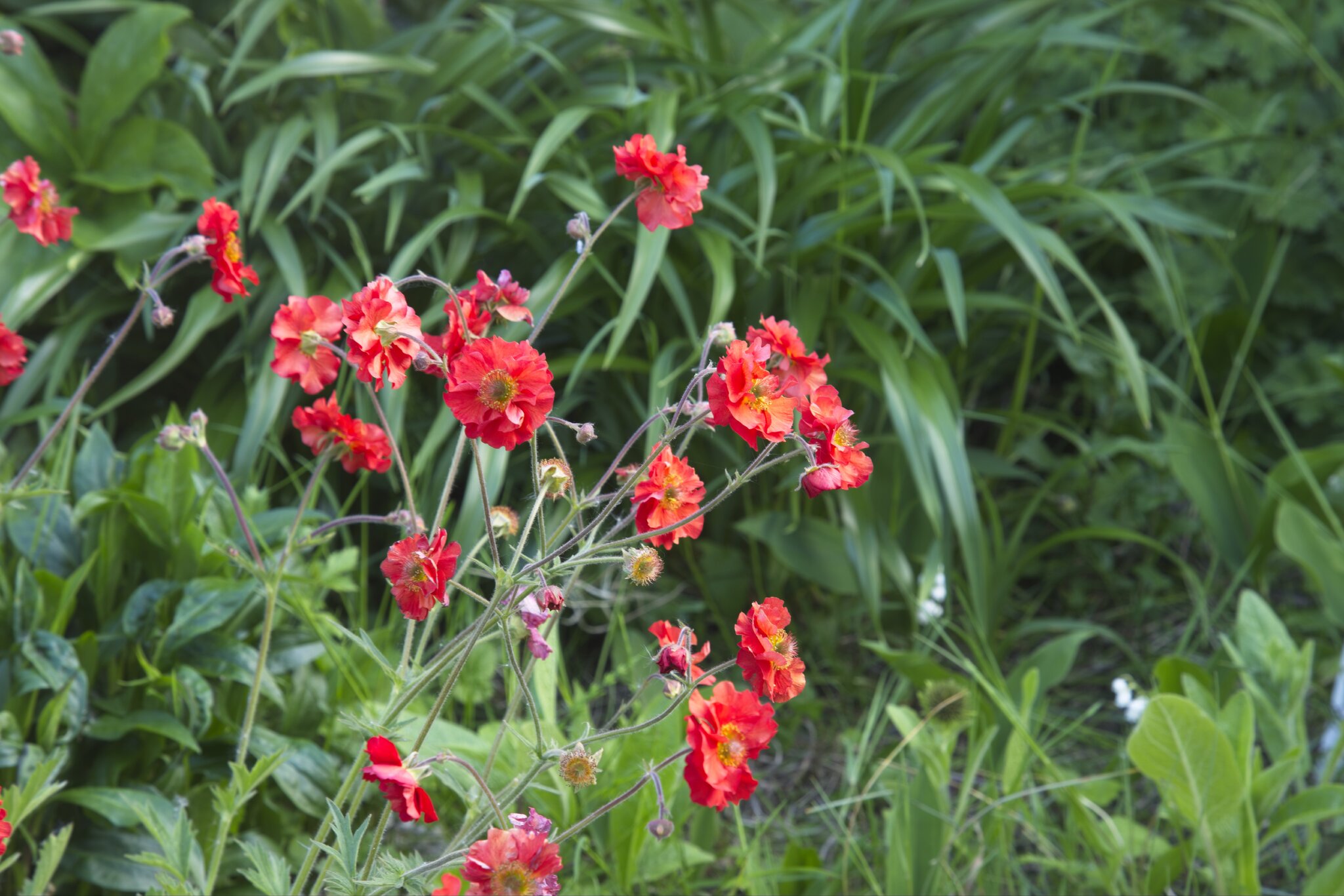 25A03892from RAW iso 50.jpg