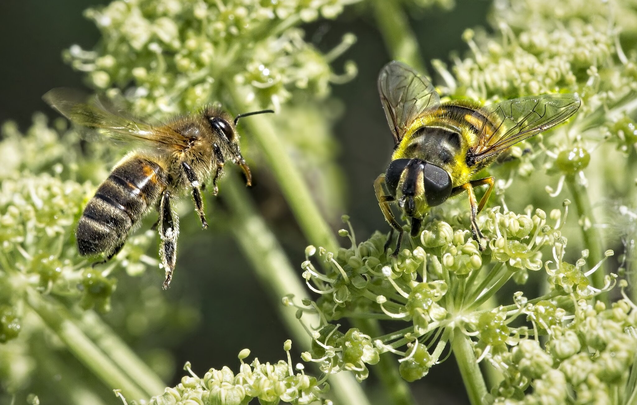 25A04829 bee hoverfly.jpg