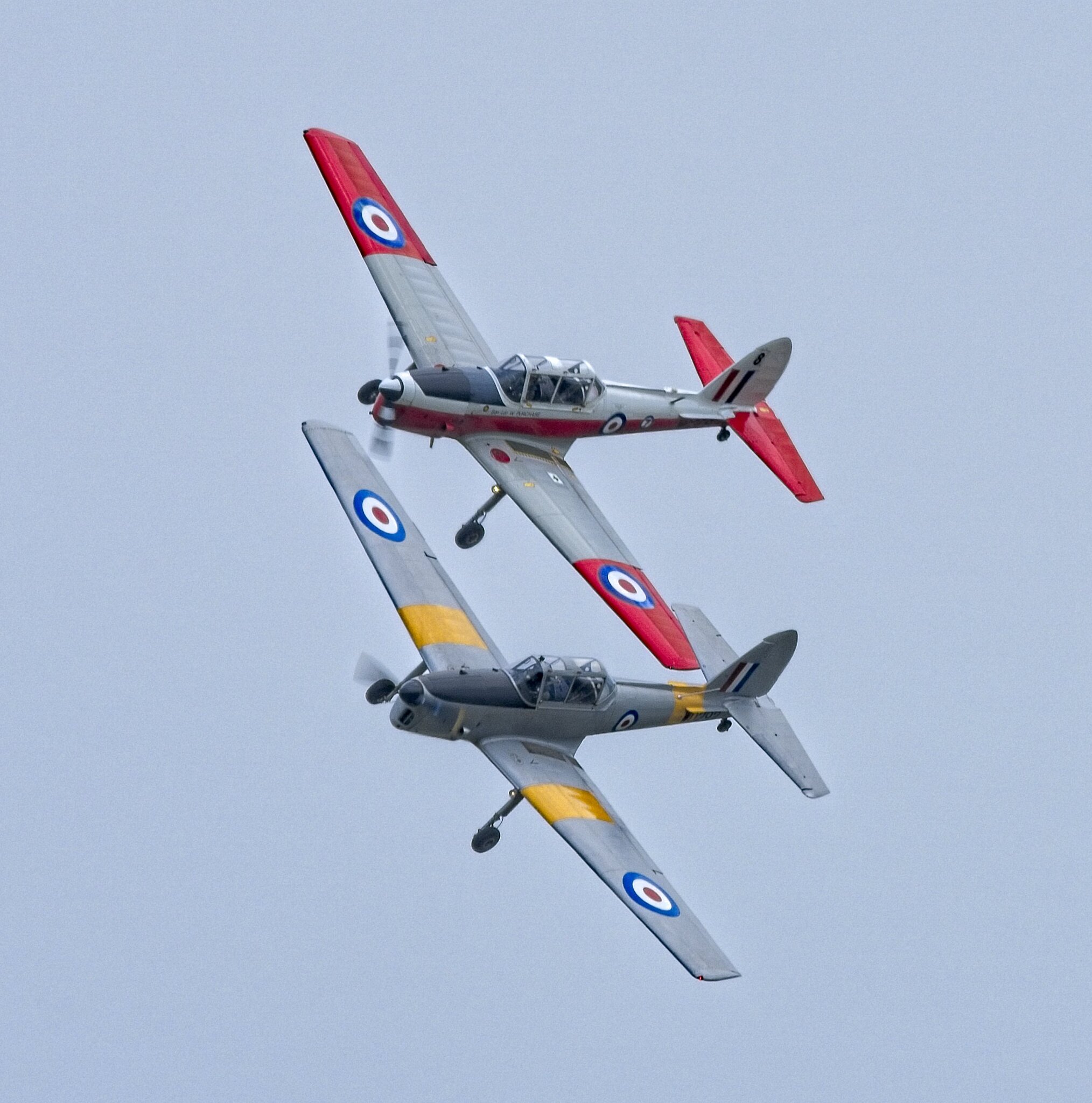 25A06445COSFORD chipmunk.jpg