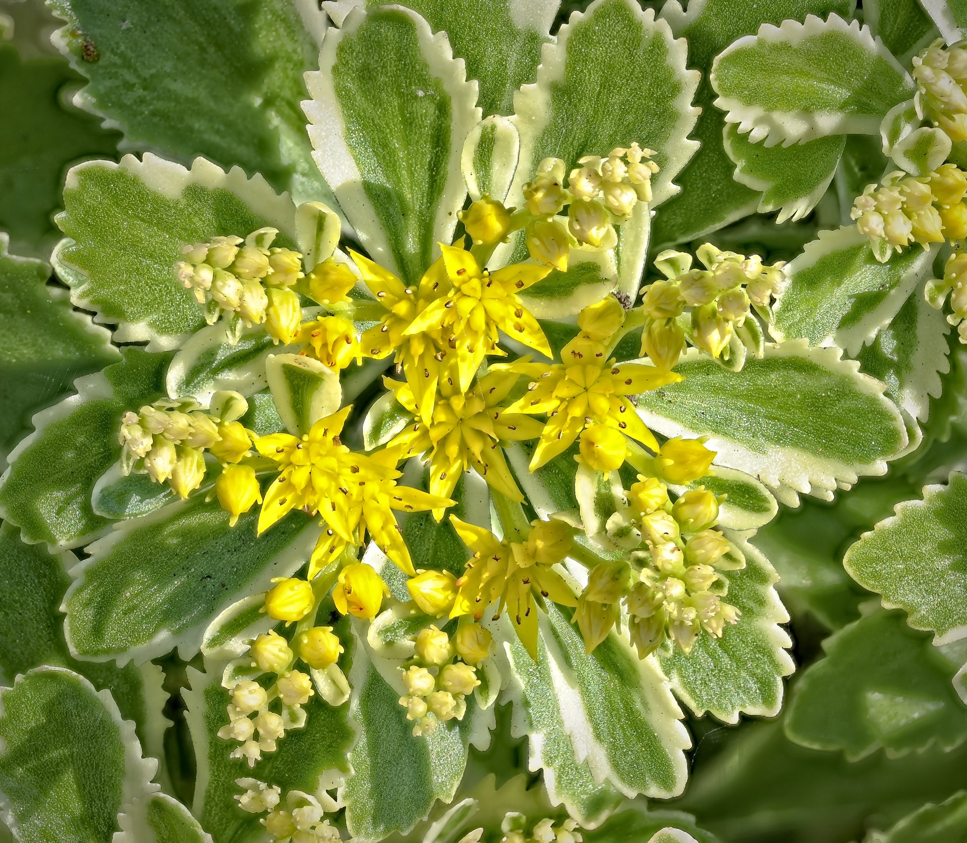 26A07838-73sedum atlantis.jpg