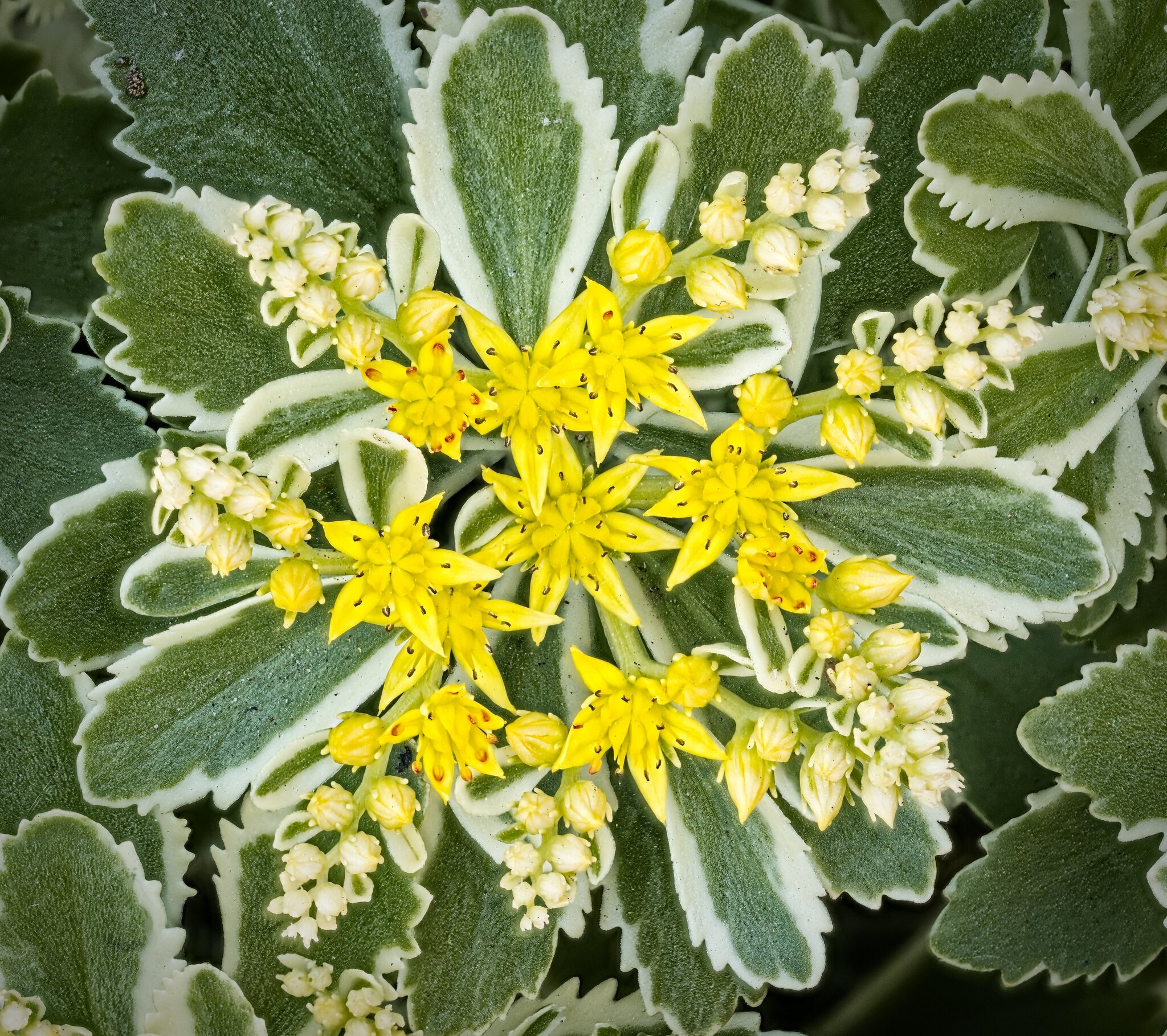 26A07876-916sedum atlantis.jpg