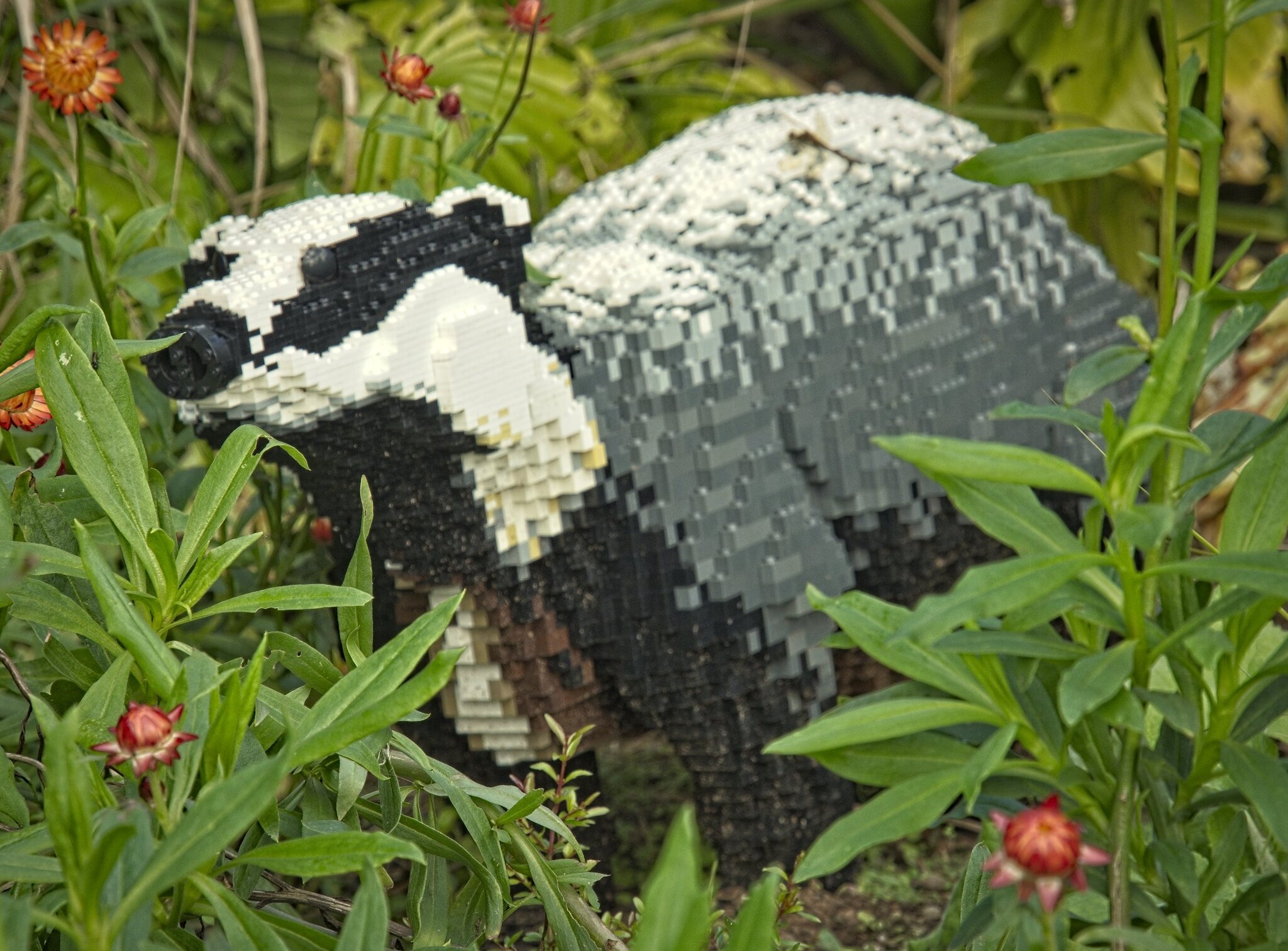 26A09238bridgewater badger.jpg