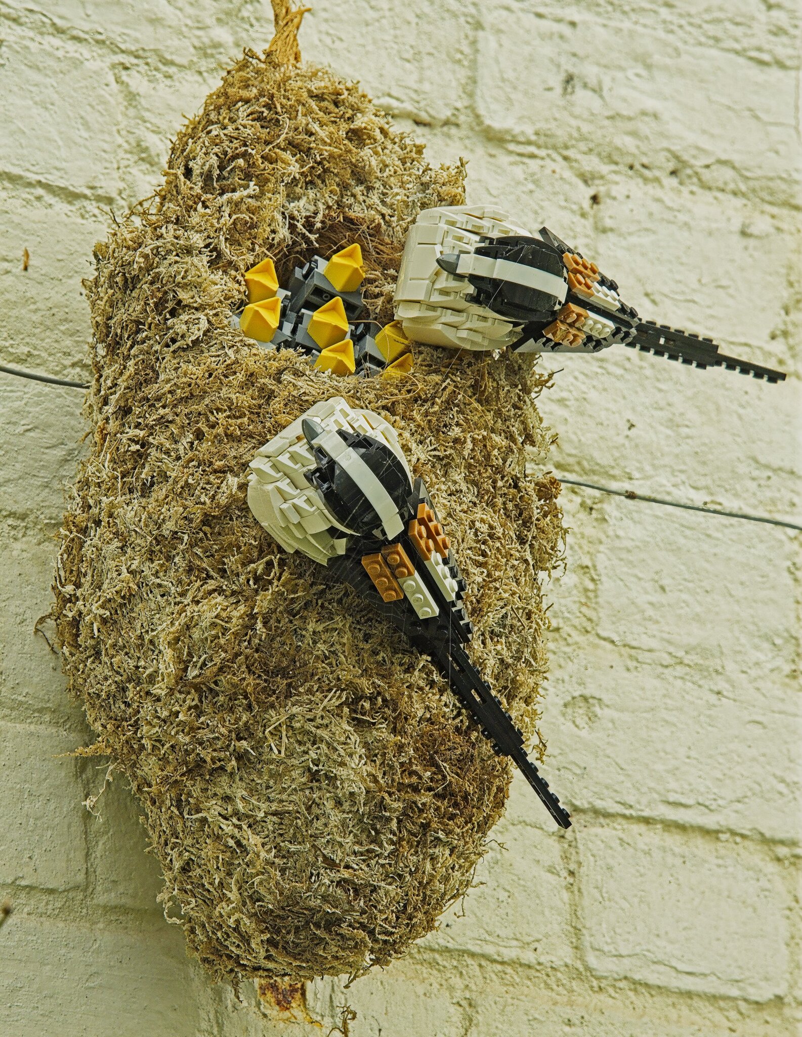 26A09239bridgewater long tailed tits.jpg