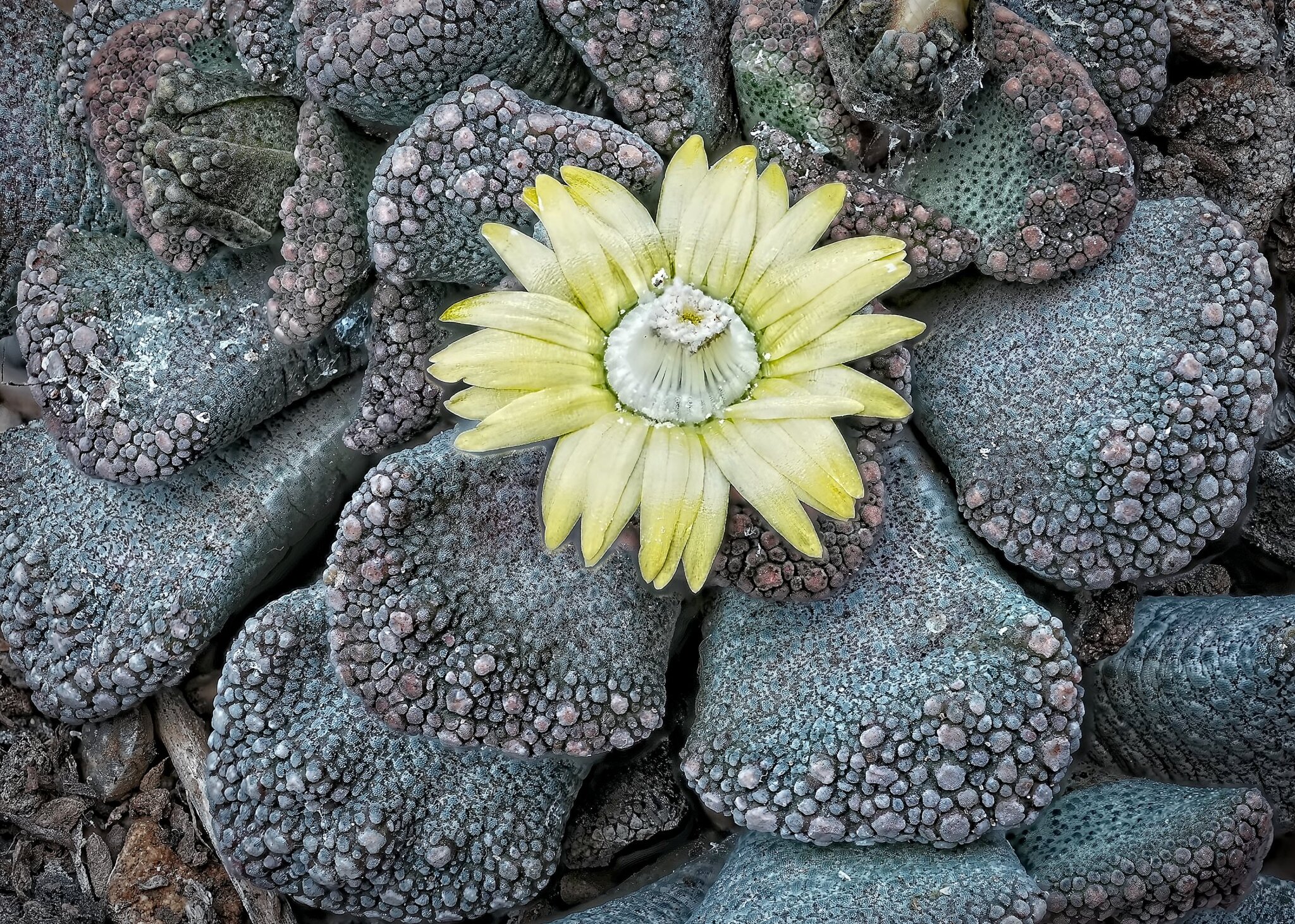 26SA09255-322 titanopsis calcarea.jpg