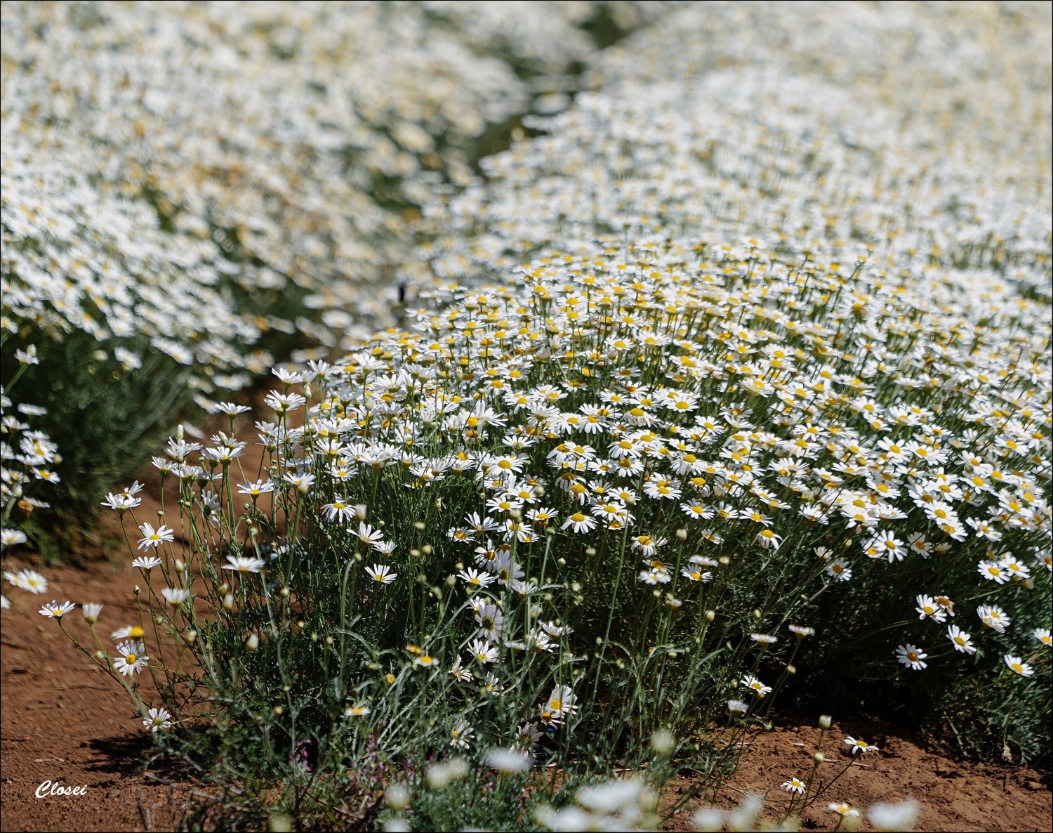 2Pyrethrum r.jpg