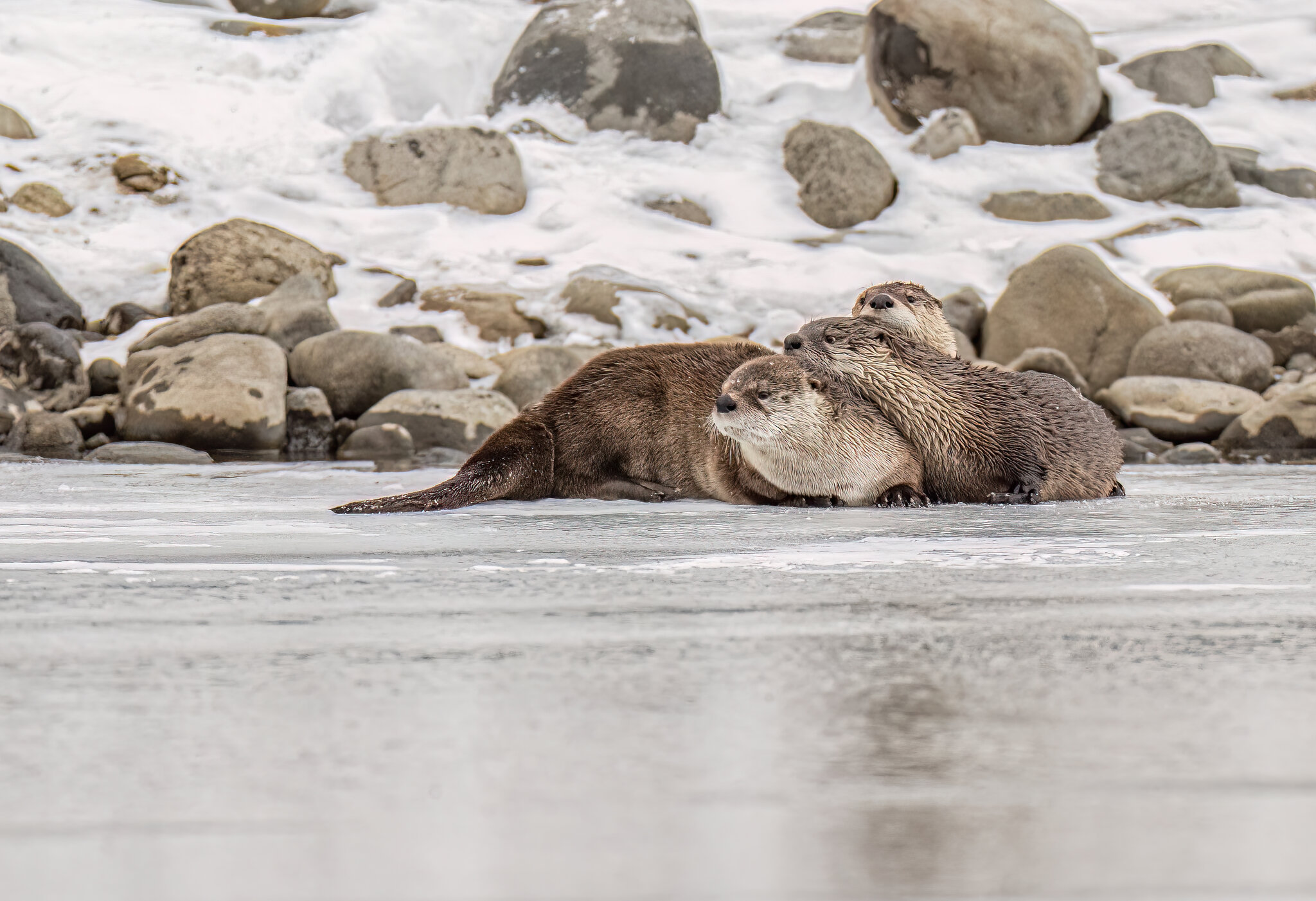 3 otters-3935.jpg